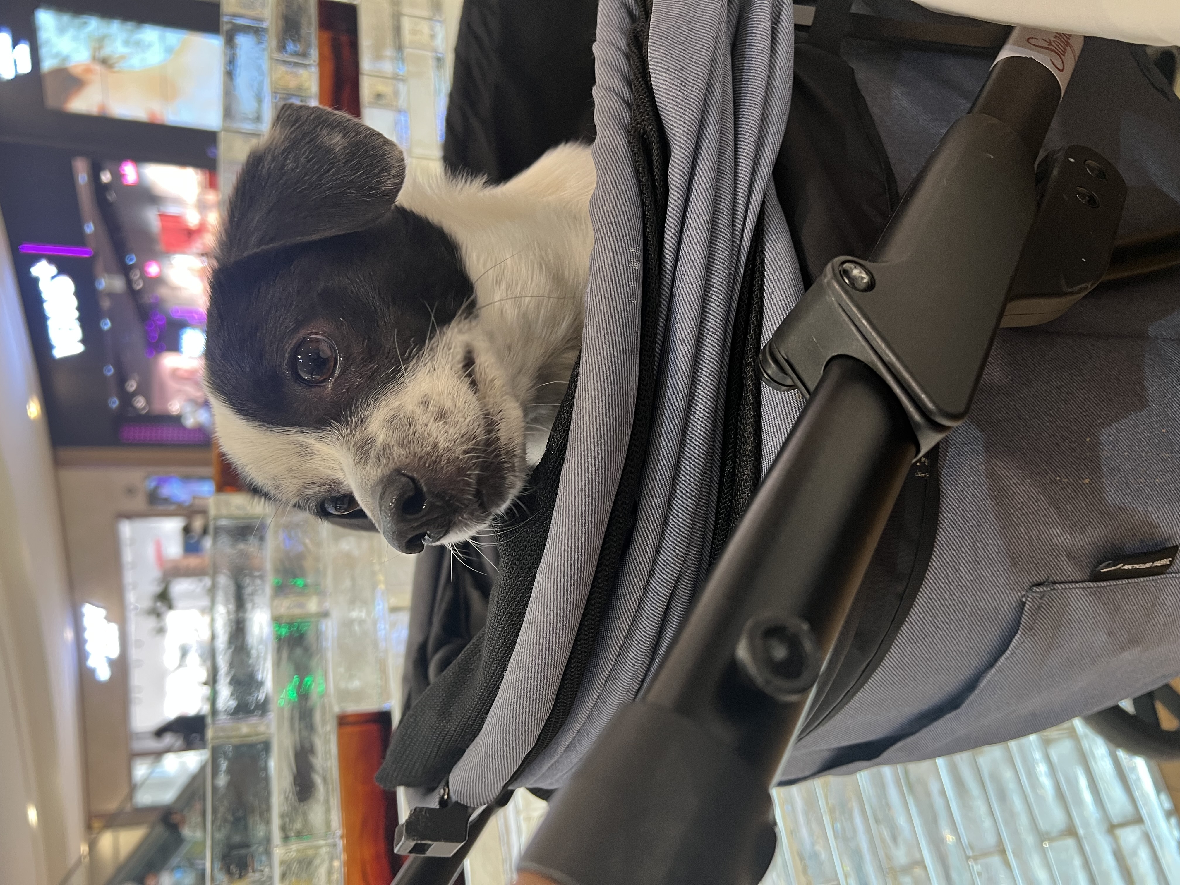 아키(구 하얀이)와 가족이 된지 4년이 됐어요