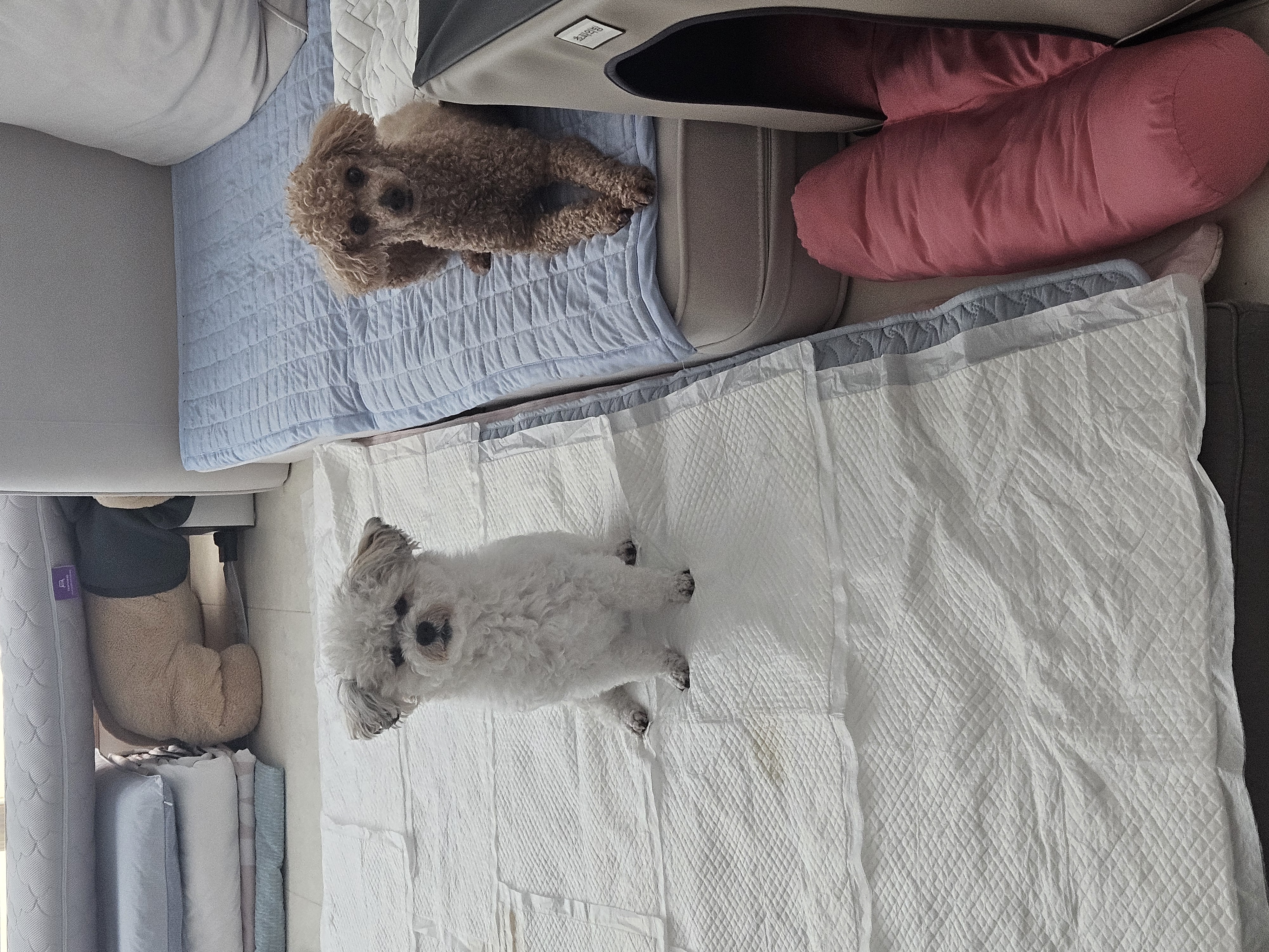 알록이(미소)입양2주년