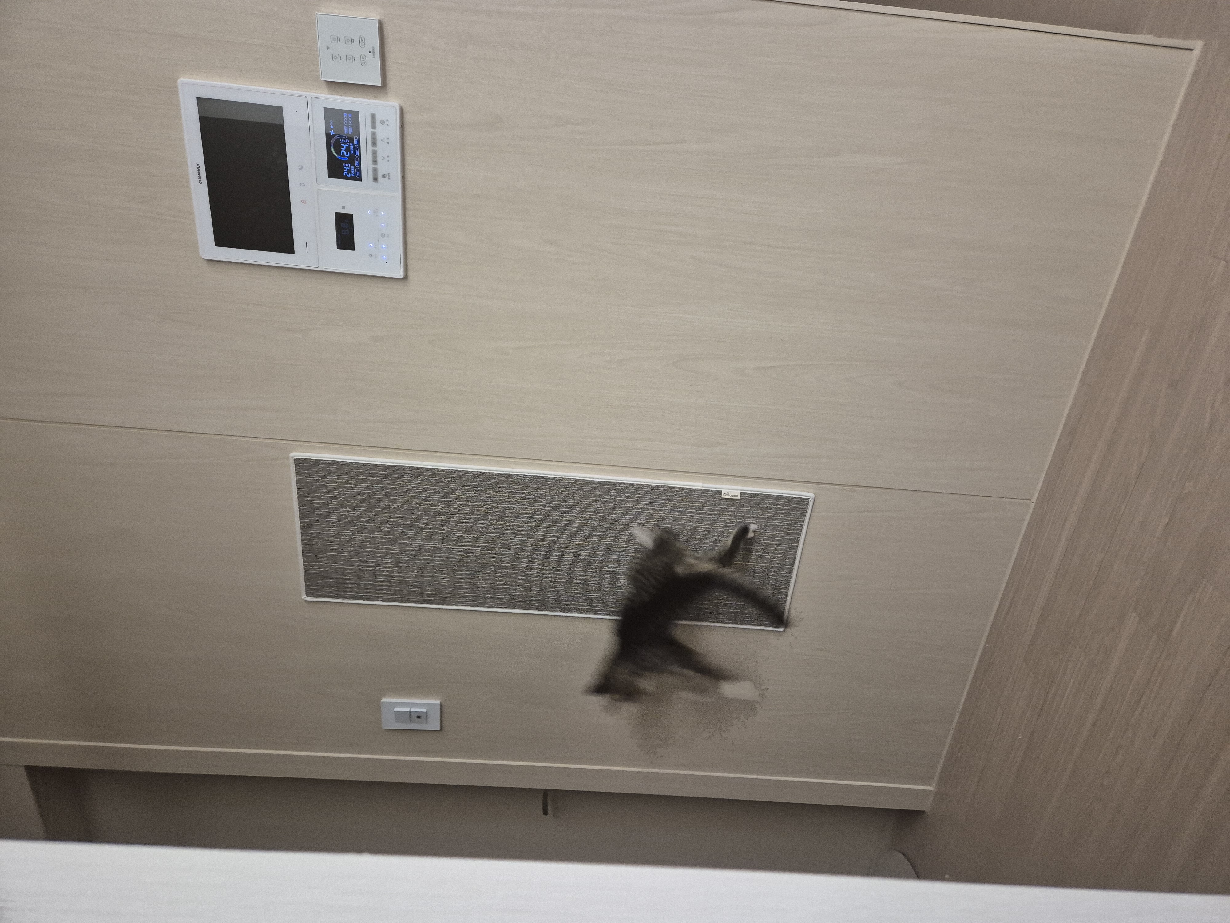 진하리 (구 애옹이) 입양 1개월차 후기 입니다!