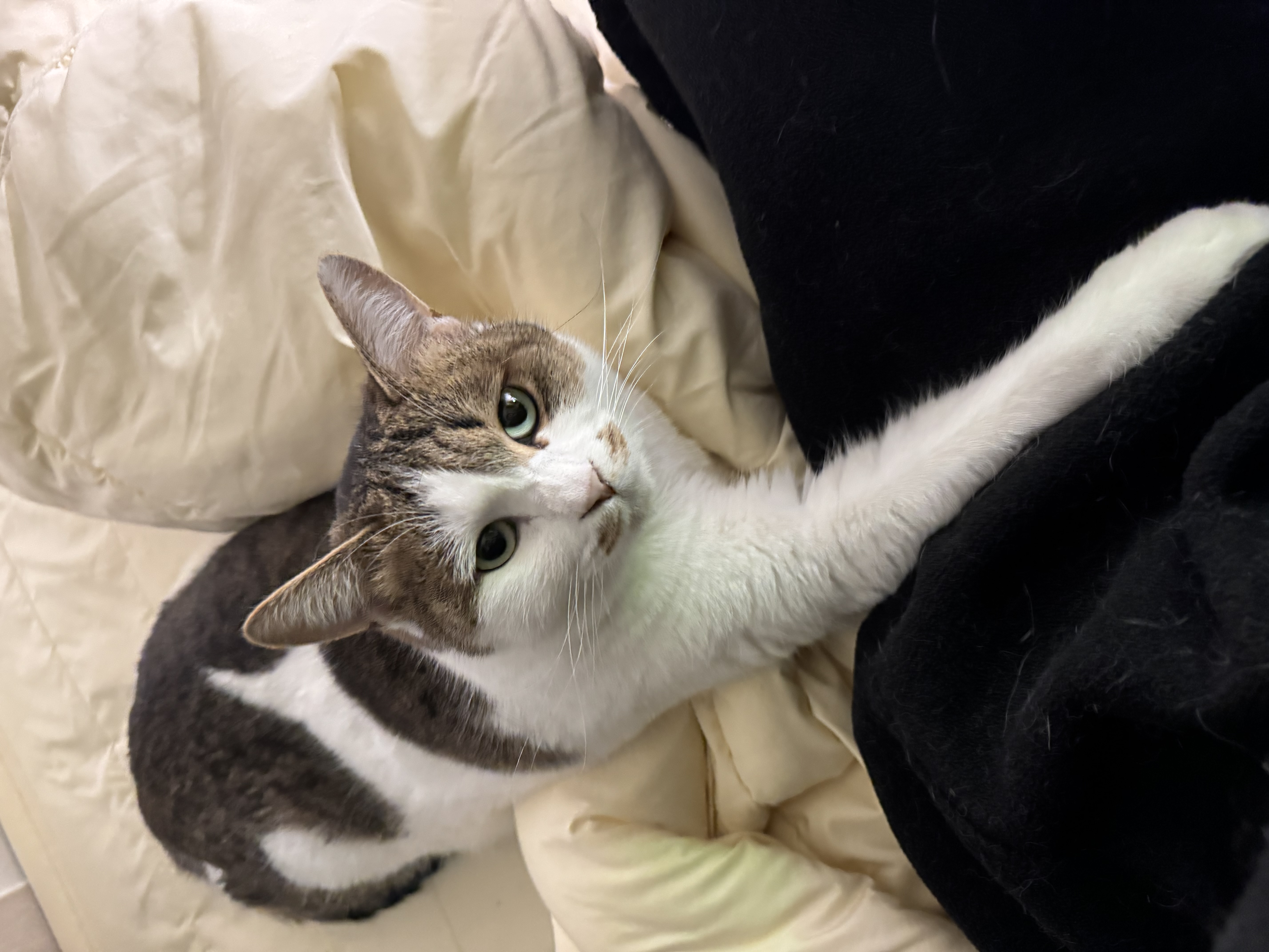 로지(이튼이) 입양 2년후기