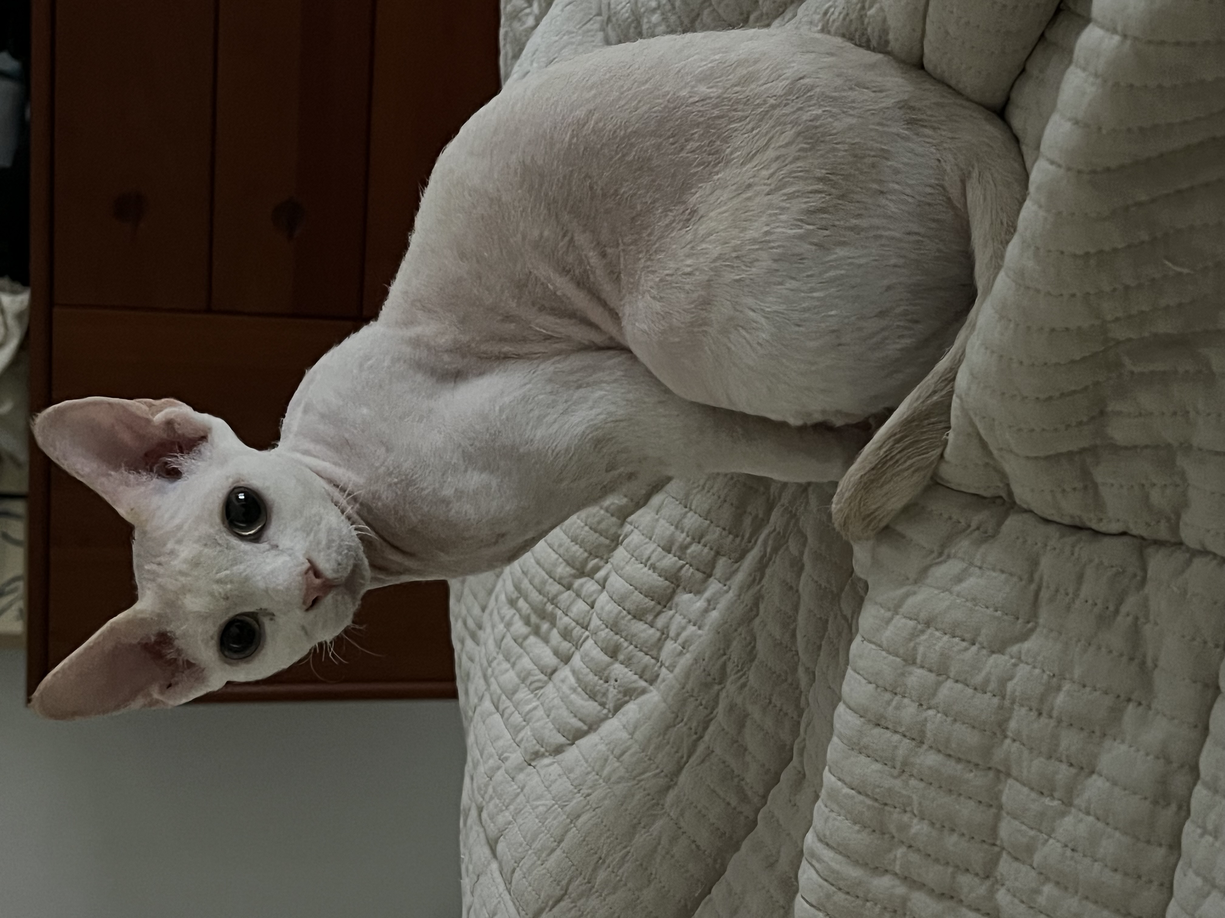 호냥이의 뒤늦은 입양일기 ! 