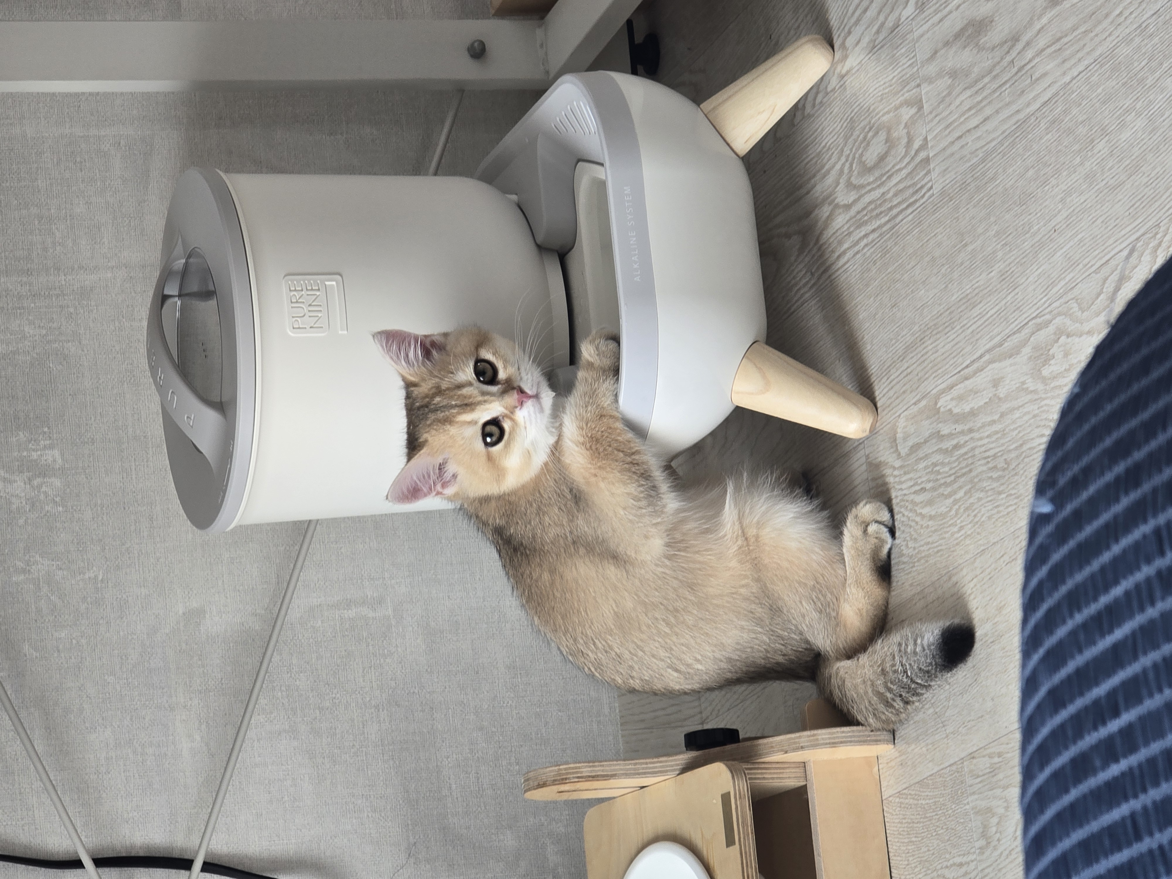 나나&무무(가필드&미가) 가족된지 한달