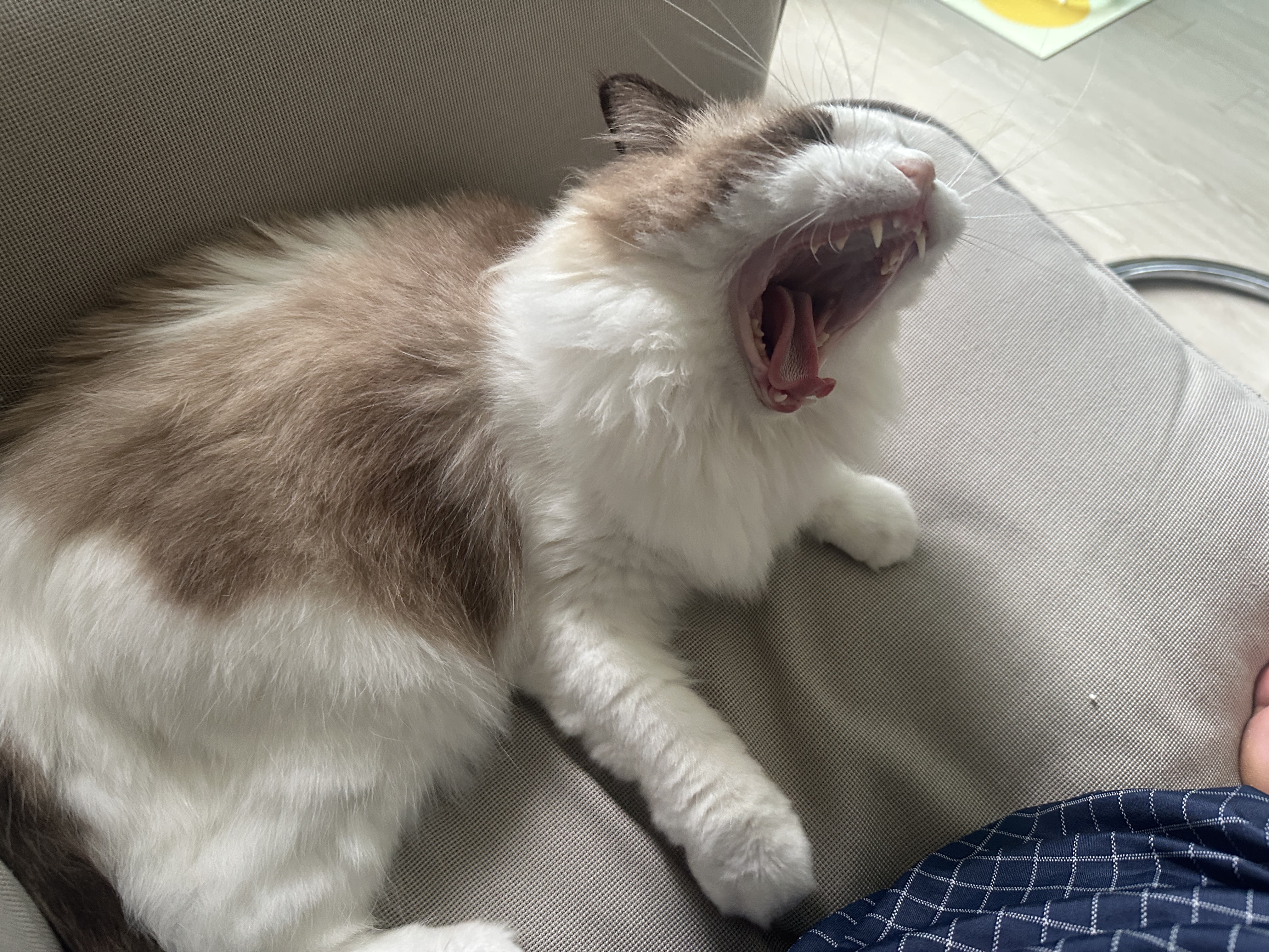 구 라푼젤 현 라라 1주일 입양기 feat. 현 샤샤 구 에리얼