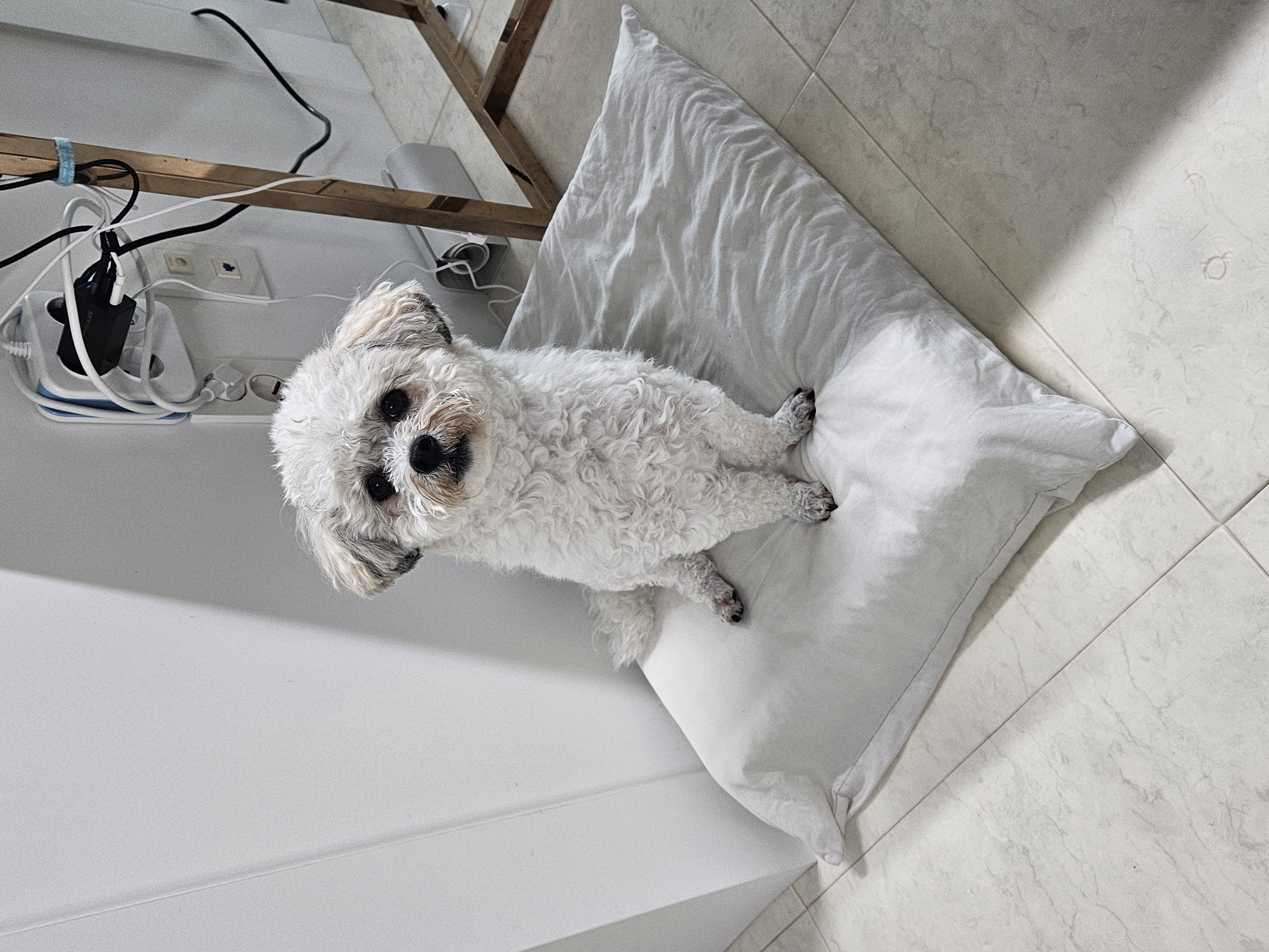 알록이(미소)입양2주년