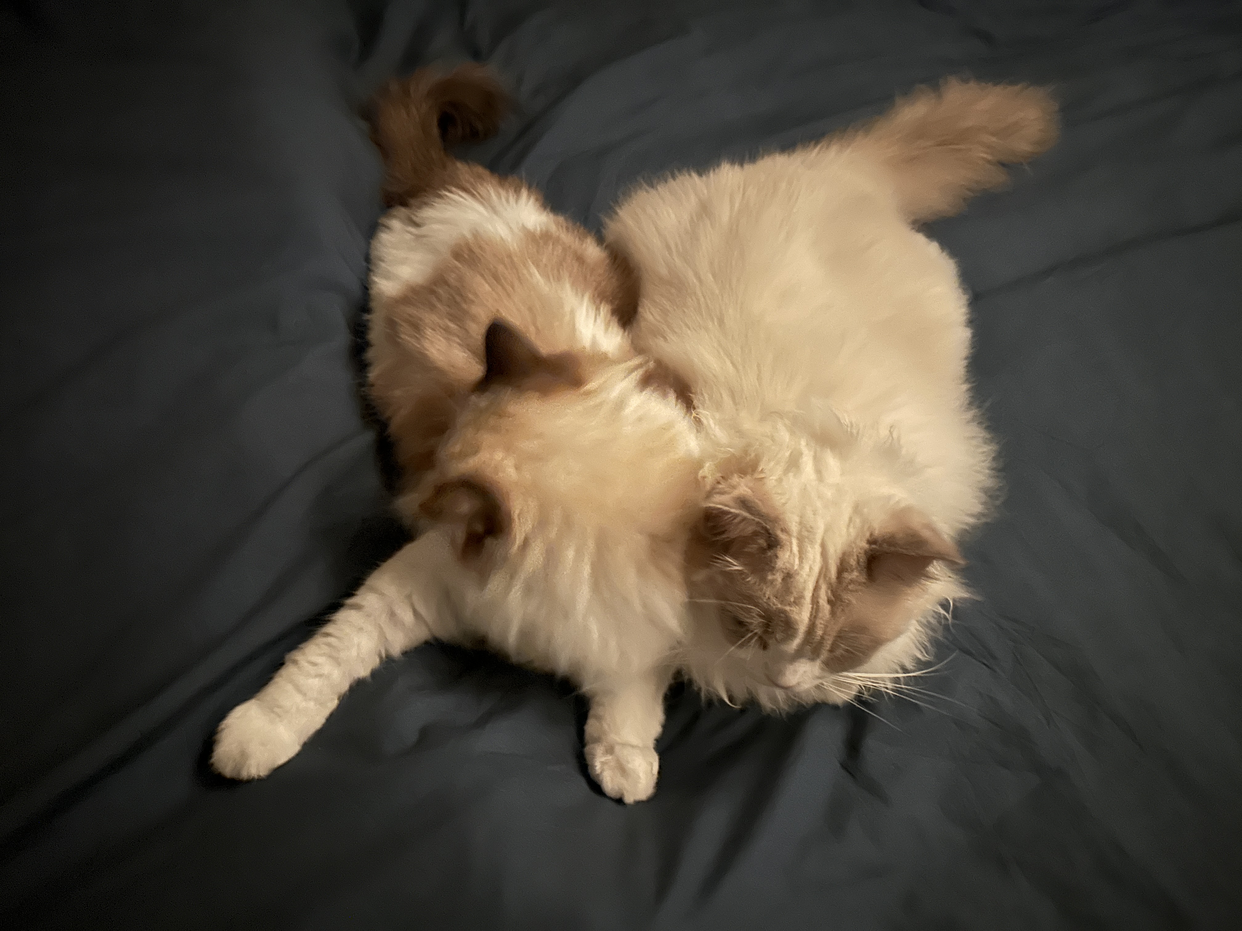 샤샤&라라 aka 샤랄라 시스터즈 1개월 후기 (구 라푼젤 에리얼)