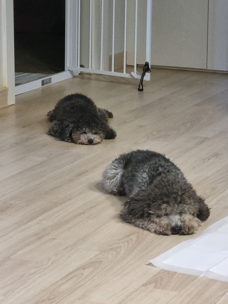 모리 입양 & 지그 임보_1개월차 후기입니다~