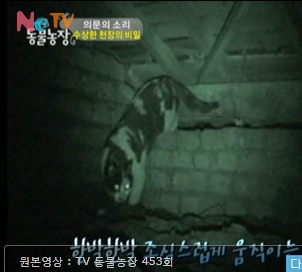 얘 암냥이 같은데 한번 봐주세요.