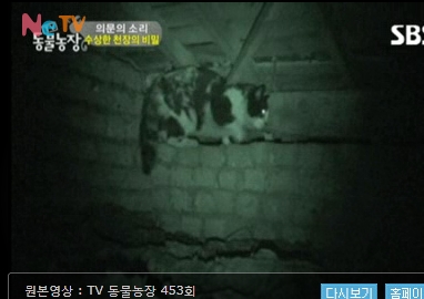 얘 암냥이 같은데 한번 봐주세요.