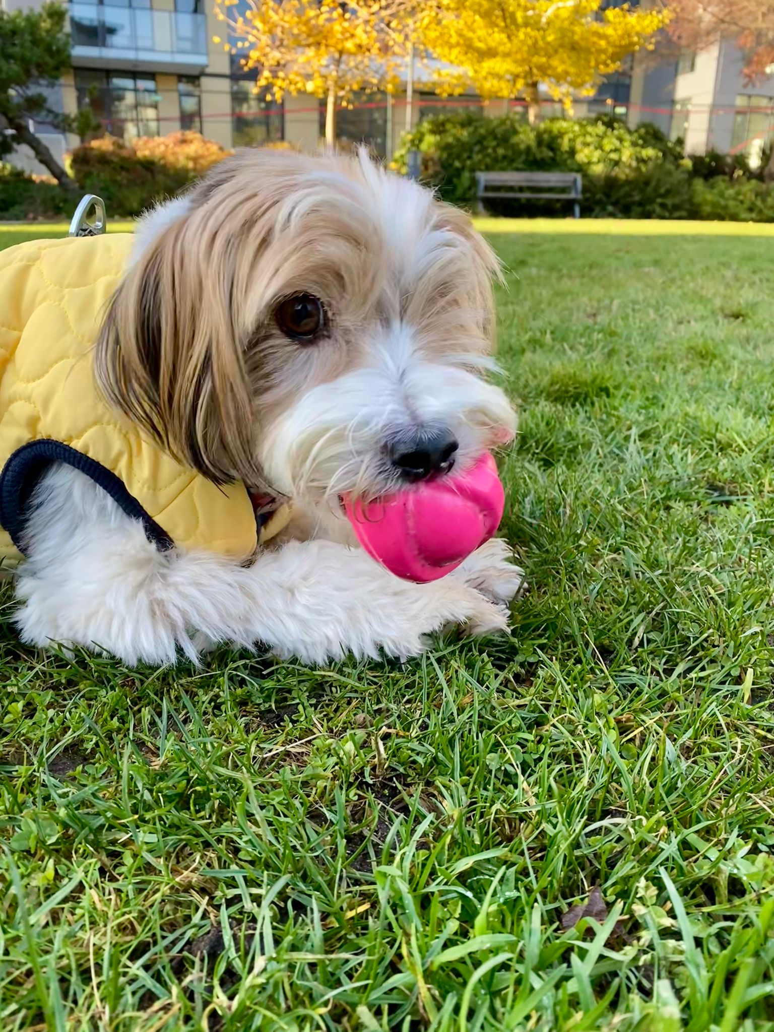 [해외입양] 캐나다 밴쿠버에서 전해온 '다정이' 소식💌
