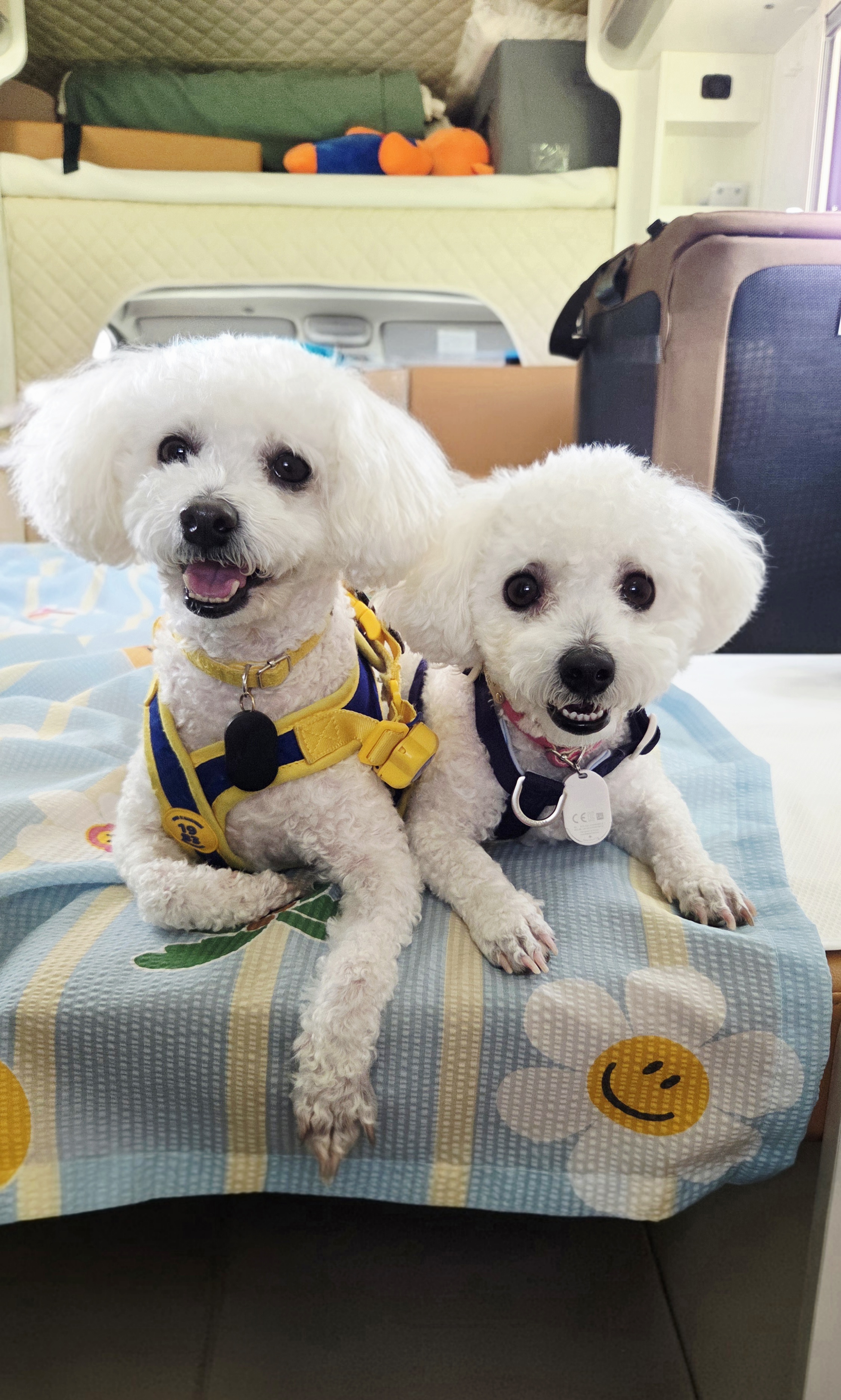 다온(푸양이) & 누림(양이) 잘 놀고 있습니다