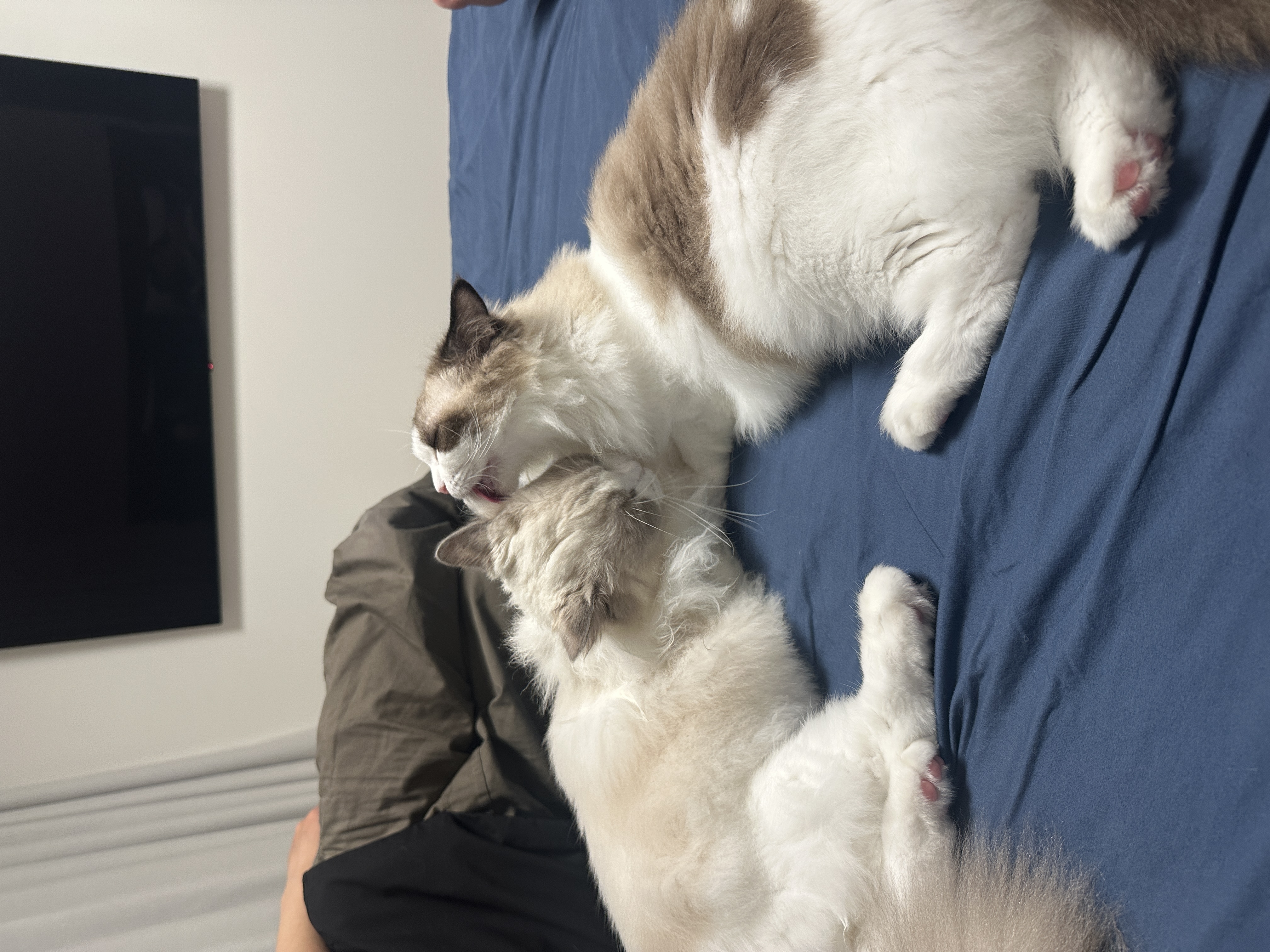 샤샤&라라 aka 샤랄라 시스터즈 1개월 후기 (구 라푼젤 에리얼)