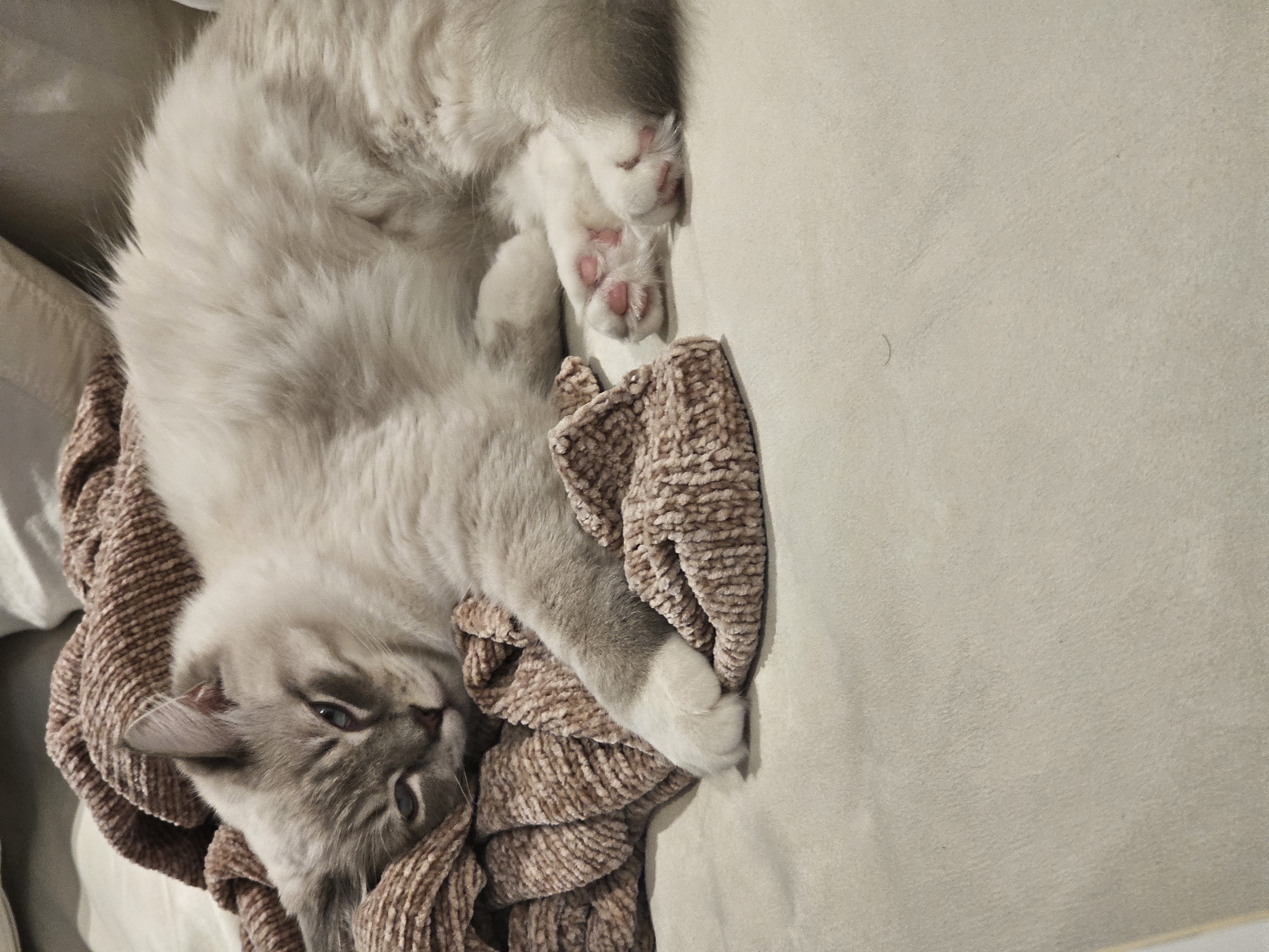 묘생 8개월차 백설기(구 동일) 