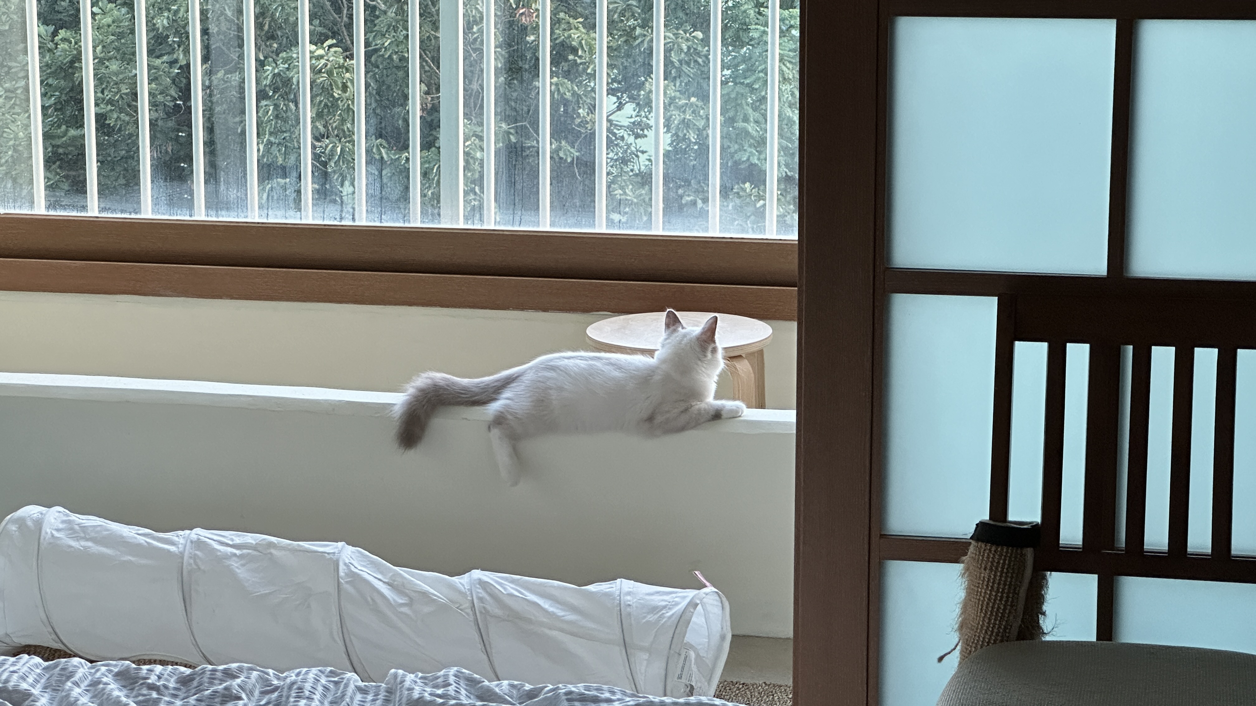 [입양 1주일] 우다다골골전문 동네를 소개합니다._feat 비누