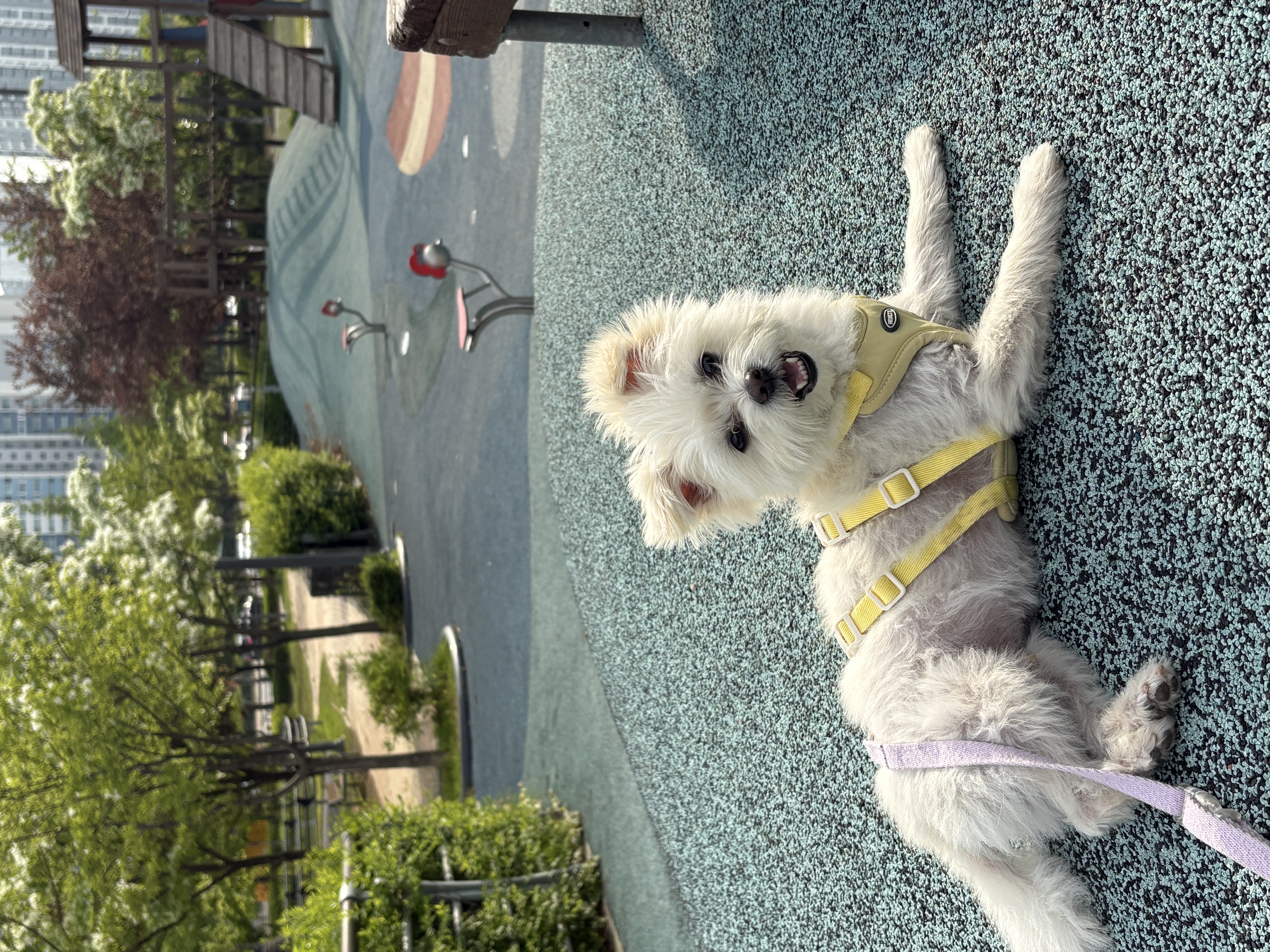 두리(소일이) 입양 3년차 이야기