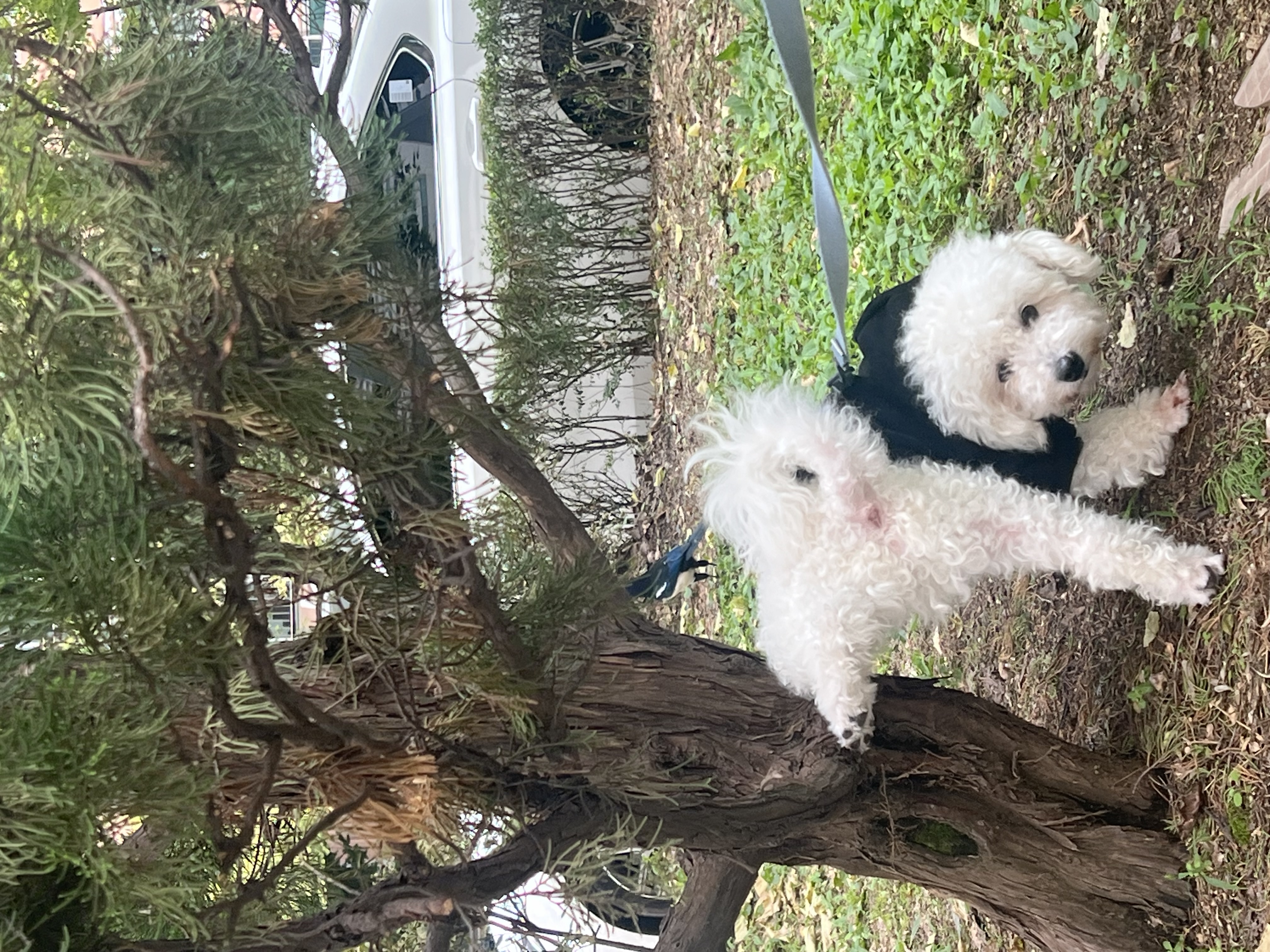 [동키/보령-99] 하남이 생일이 돌아왔어요!