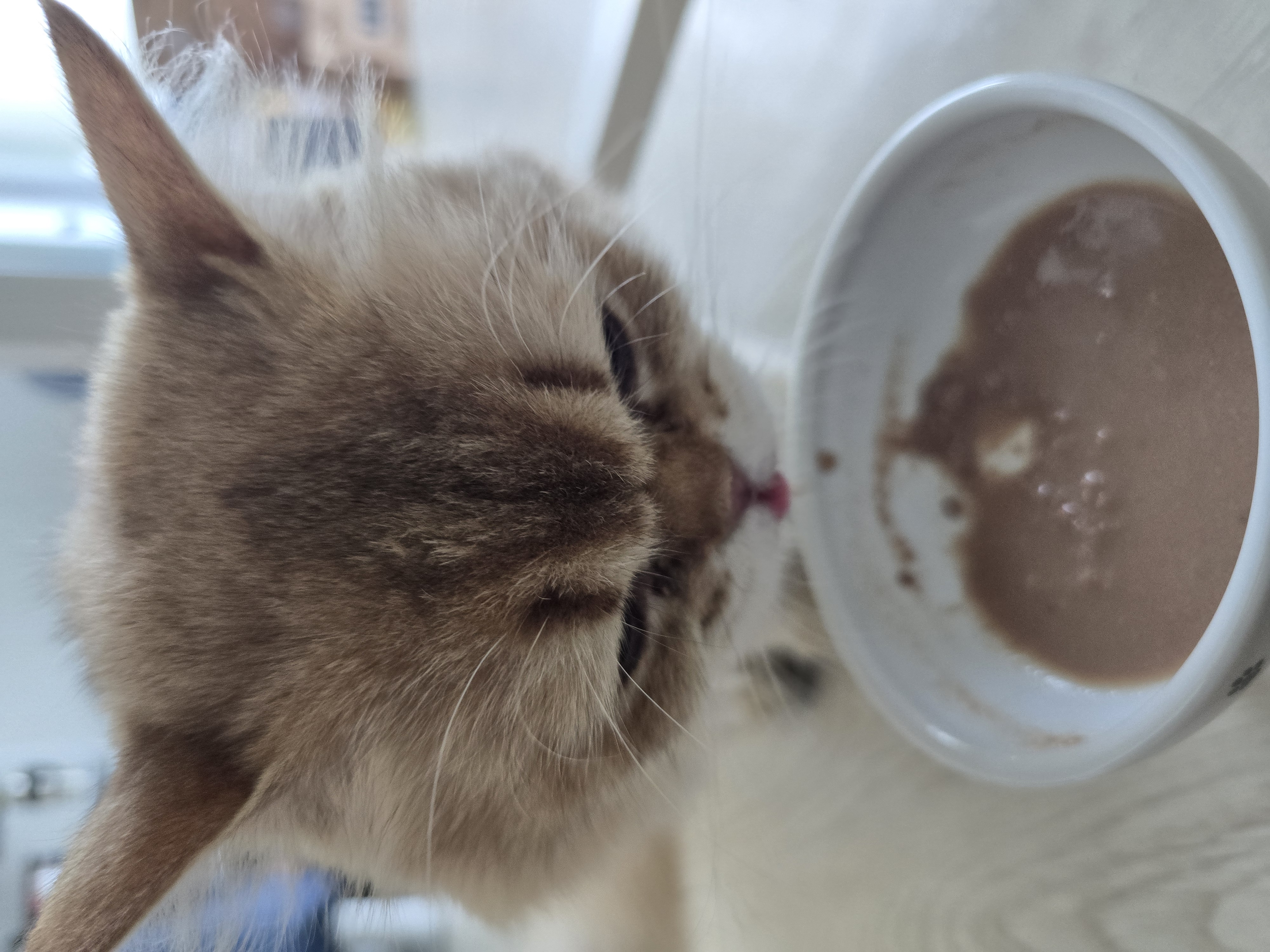 나나&무무(가필드&미가) 가족된지 7일째