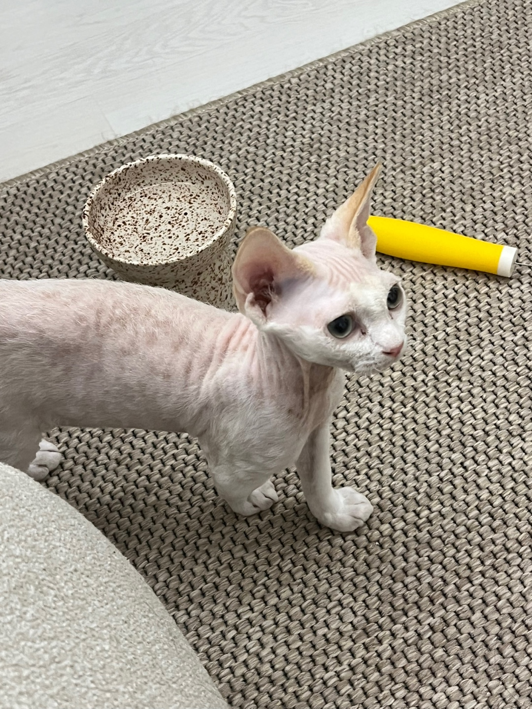 던검이 입양 일주일! 호냥이가 되었어요!