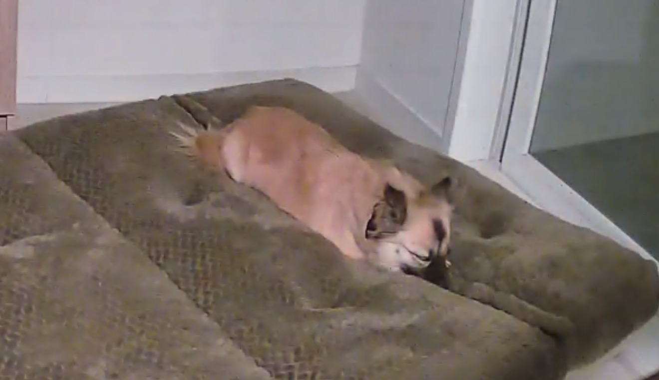 케일이의 집 적응생활