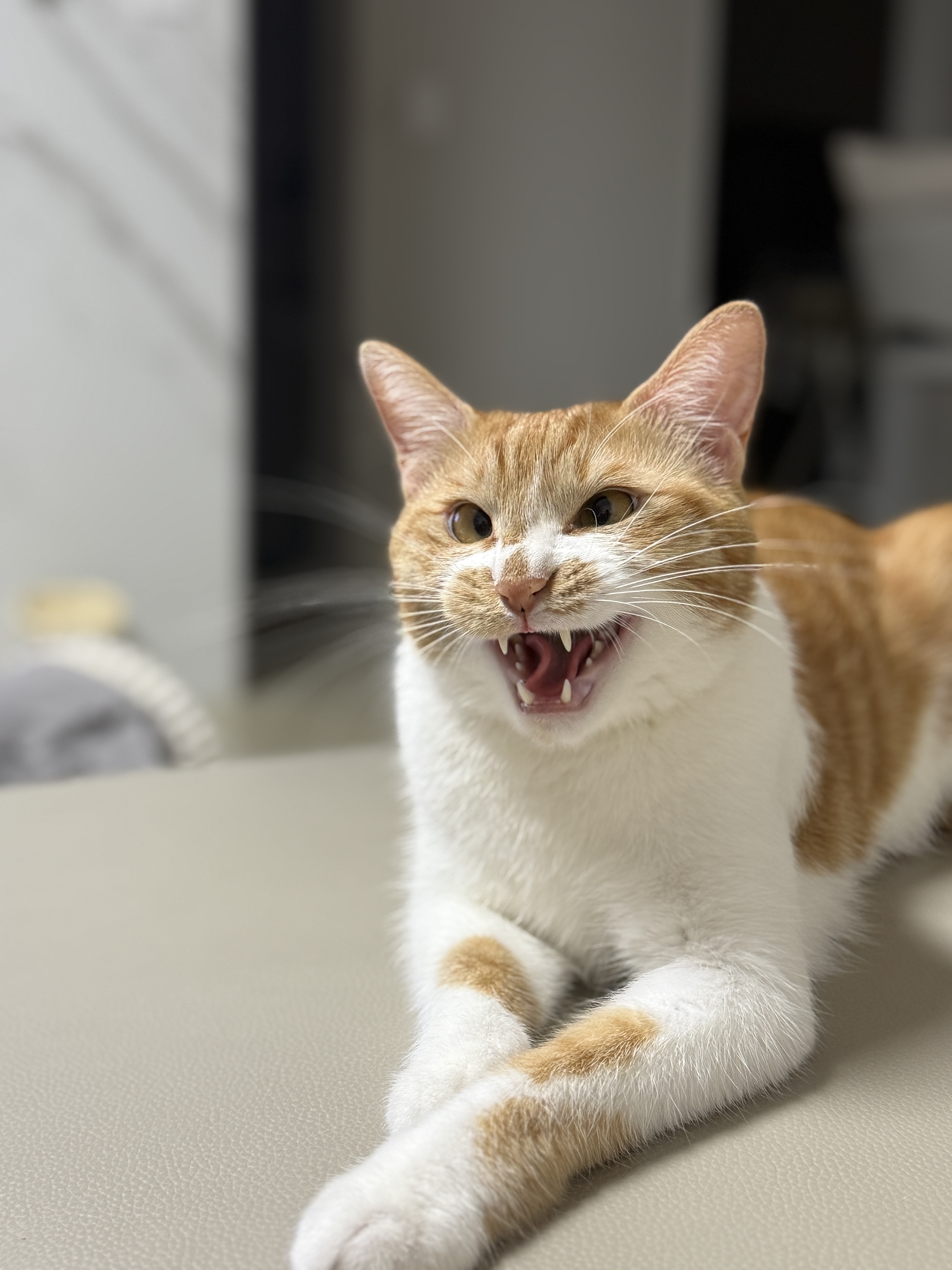 달콩이(구 달봉이) 입양 1년 후기🦁