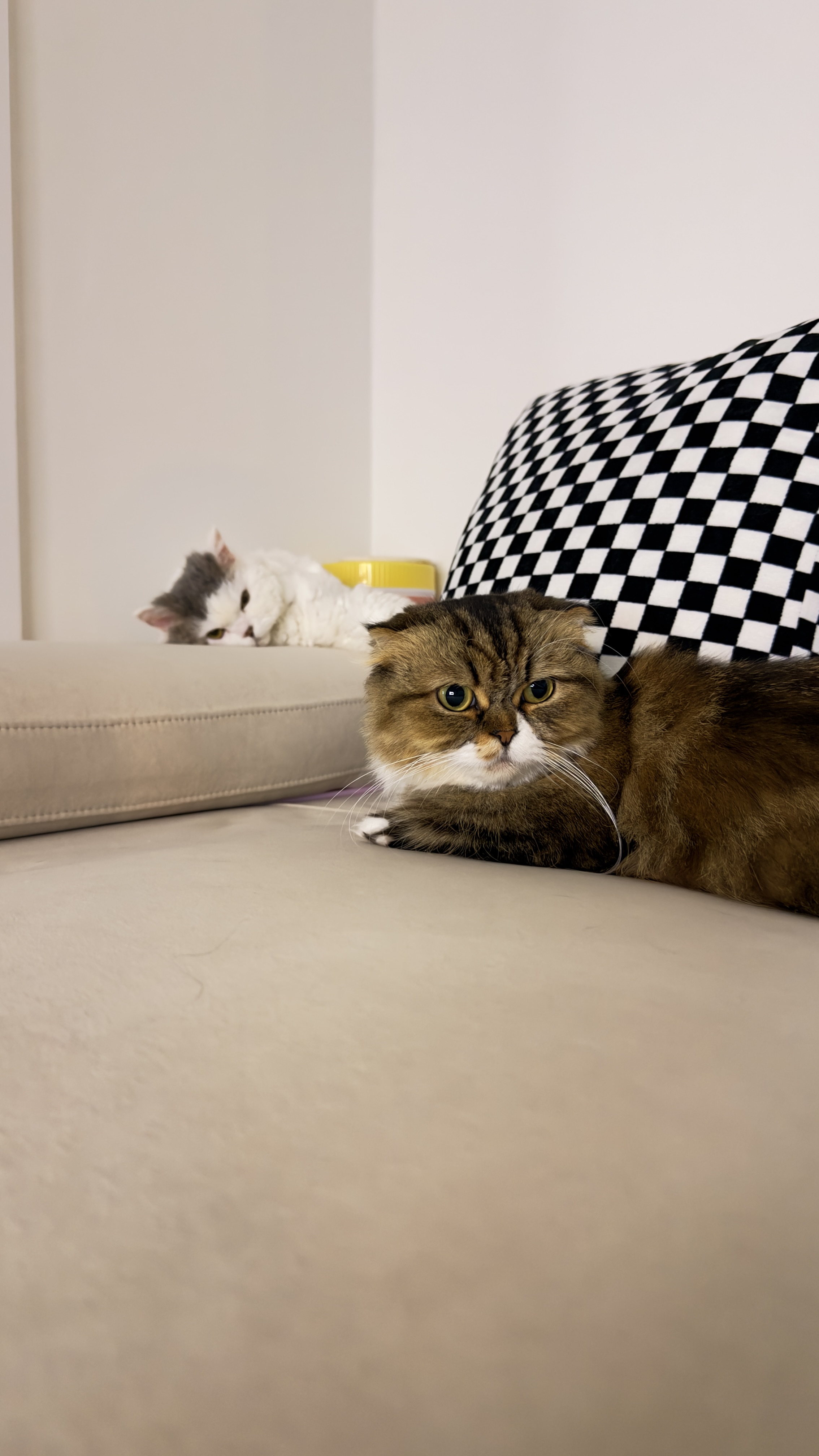 가루(구 루루) 입양 6개월차🩶