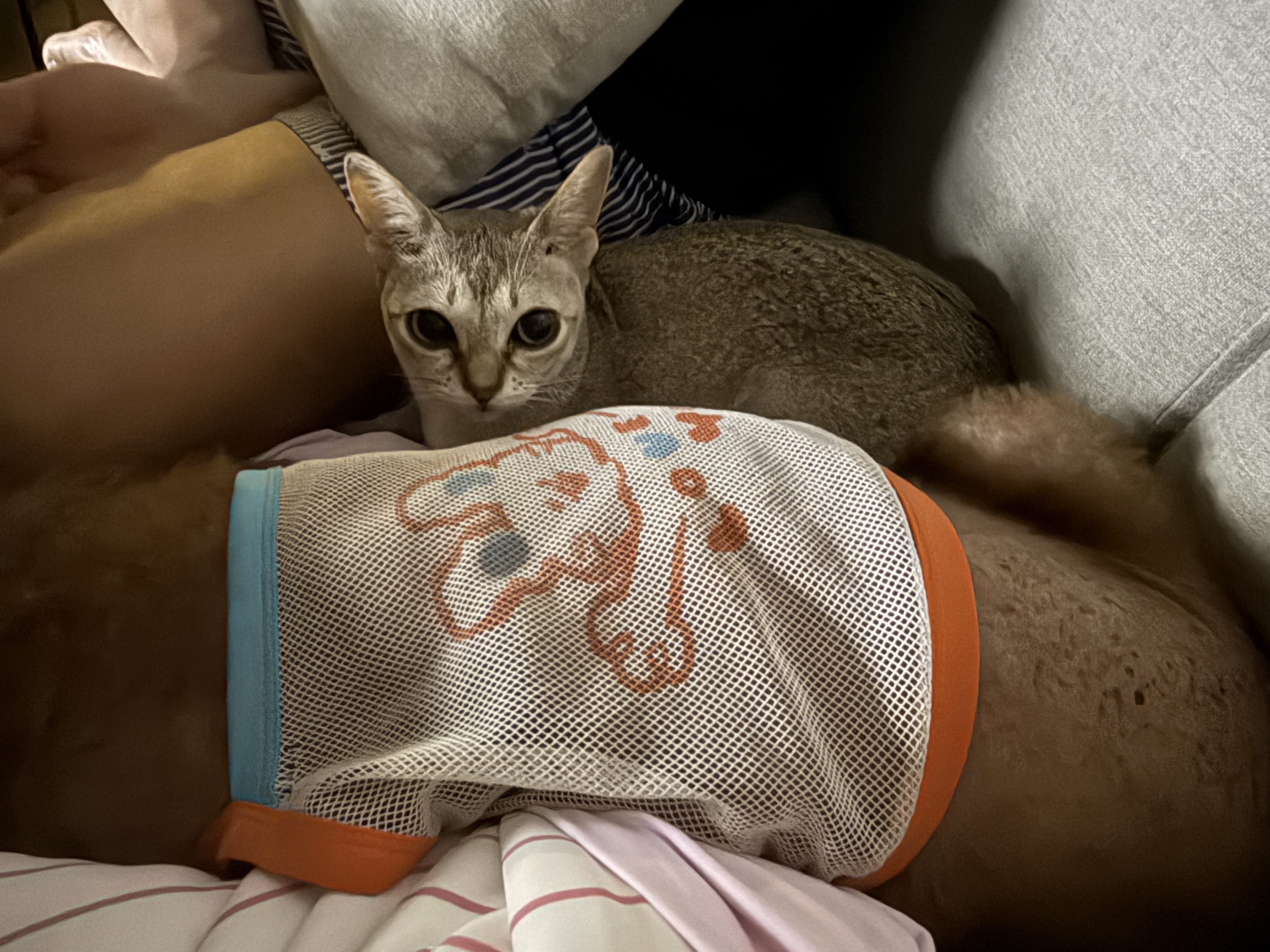 또봉이&#40;이요&#41;3개월 후기