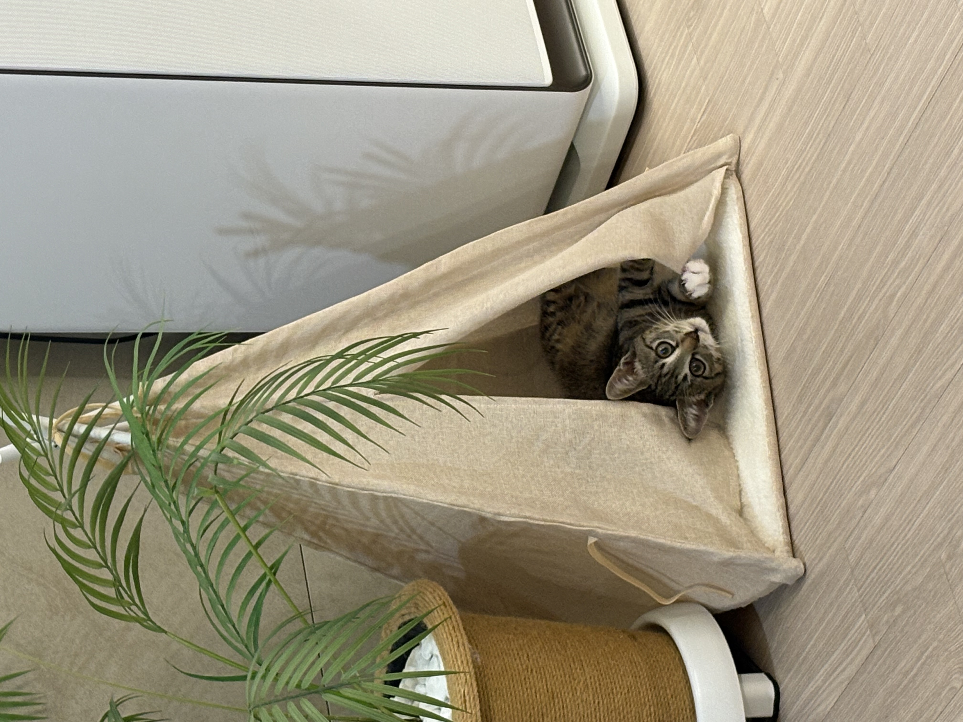 진하리 (구 애옹이) 입양 1개월차 후기 입니다!