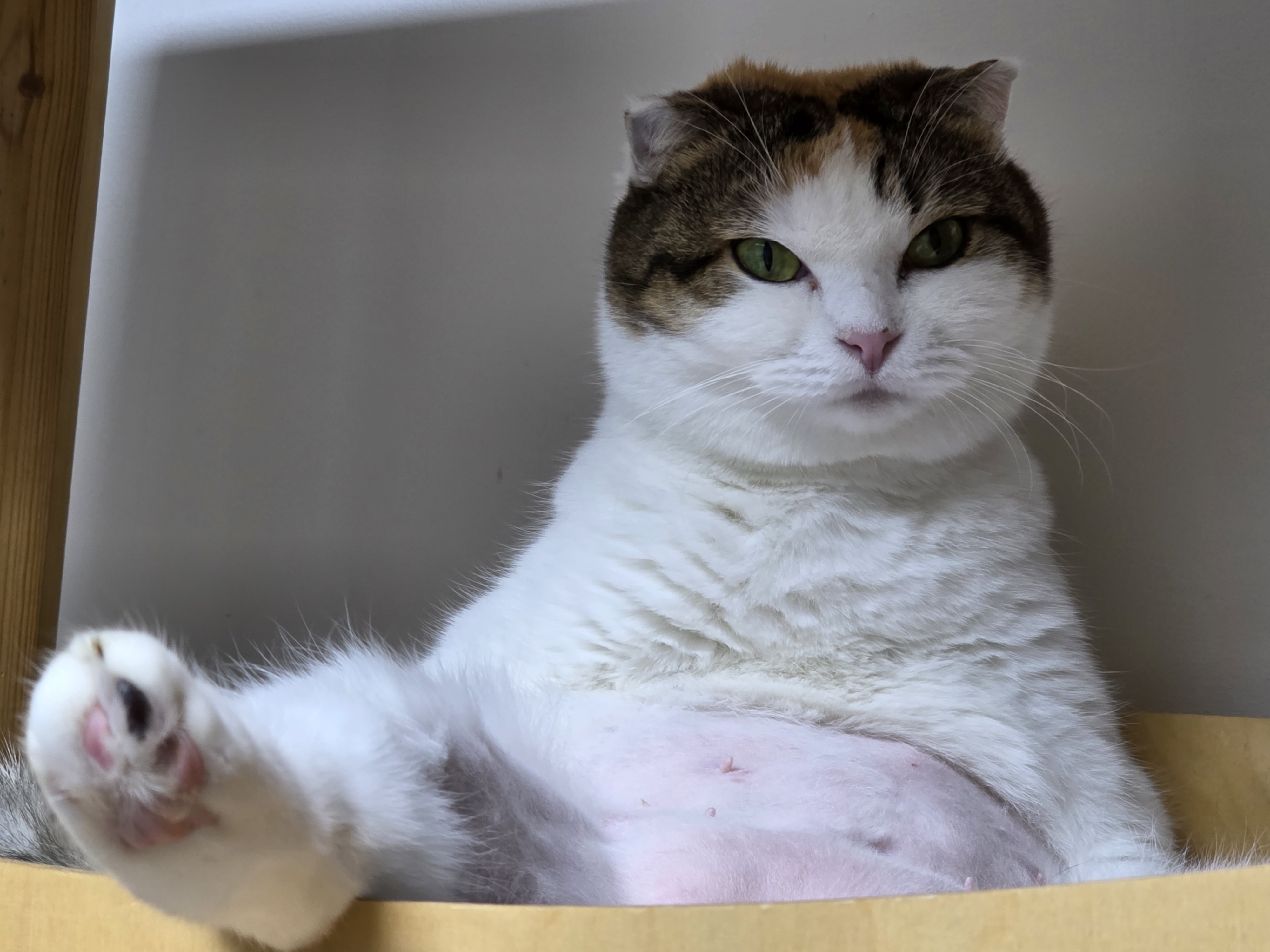 하늬(홍순이) 입양2년