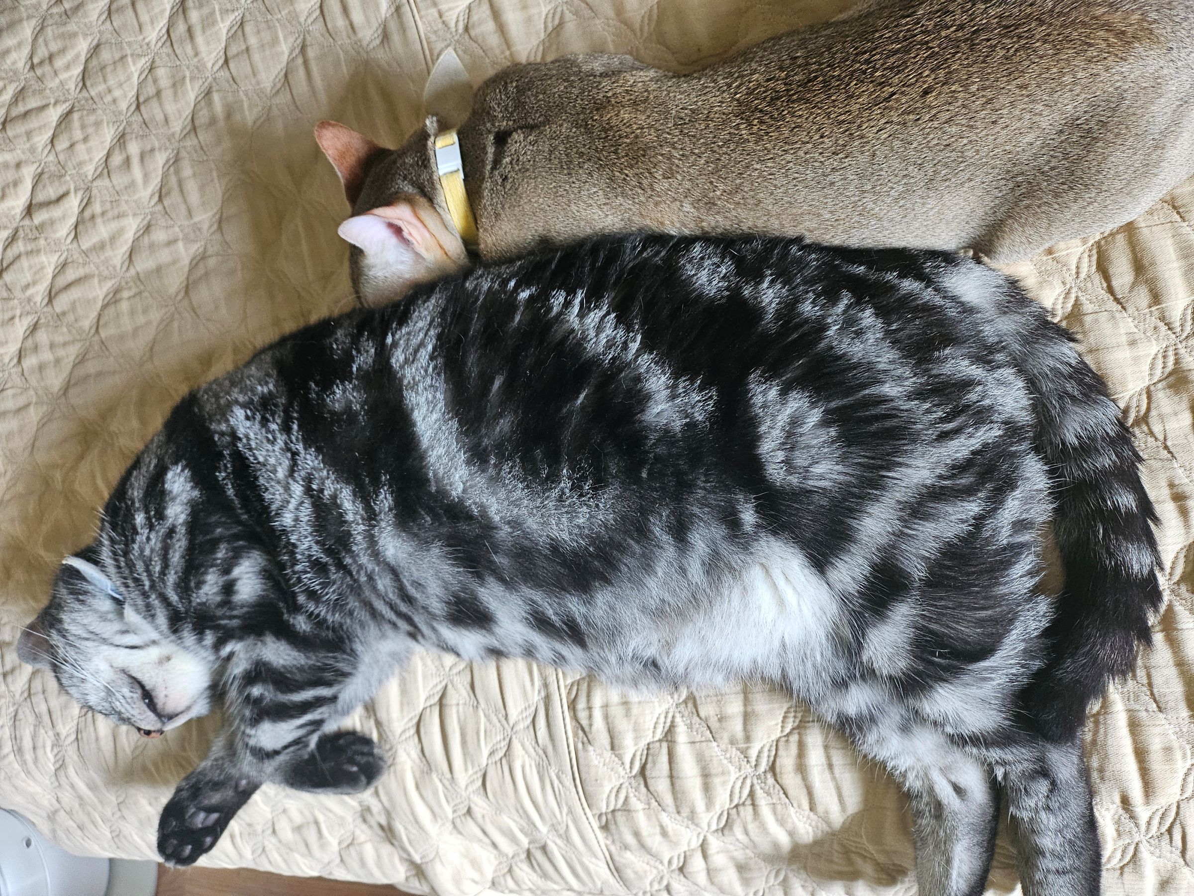 나무(철이)와 함께하는 두번째 이야기