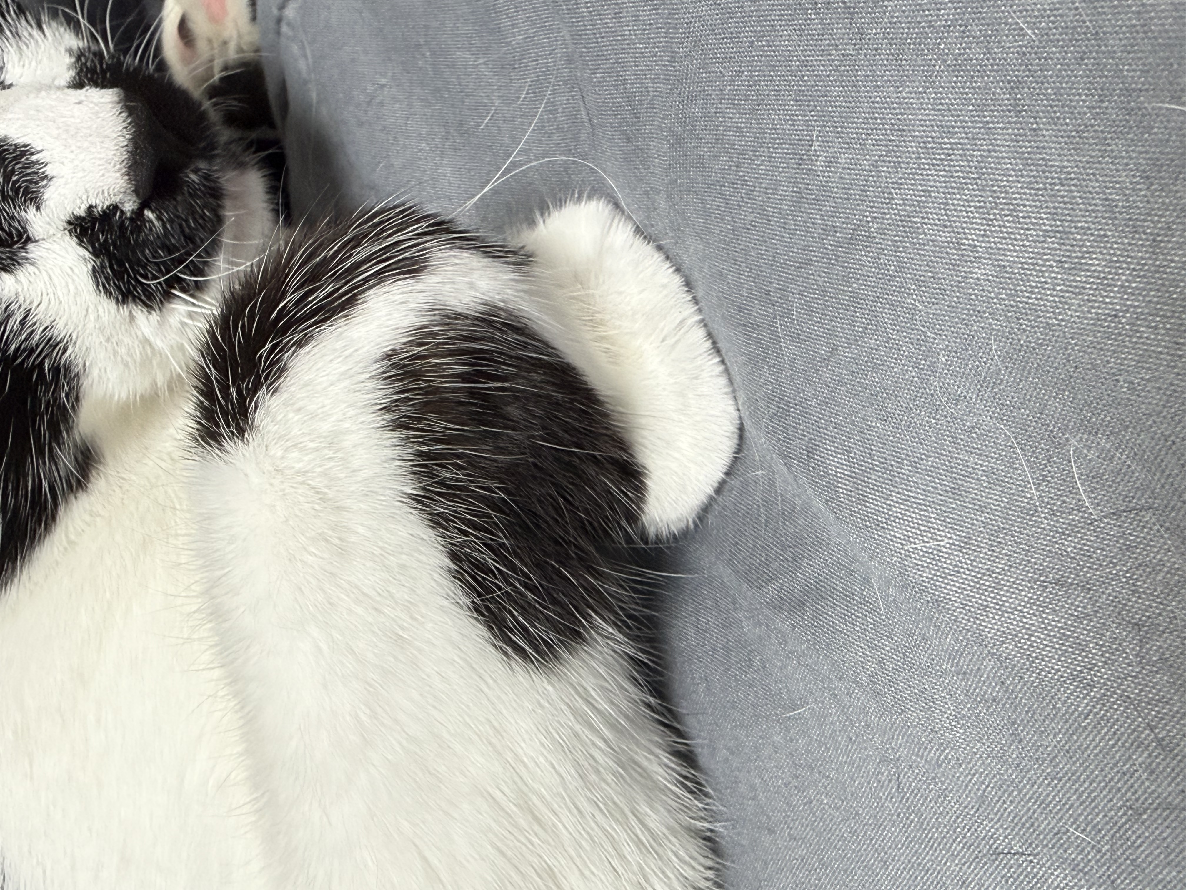 까망이 입양 6개월 후기