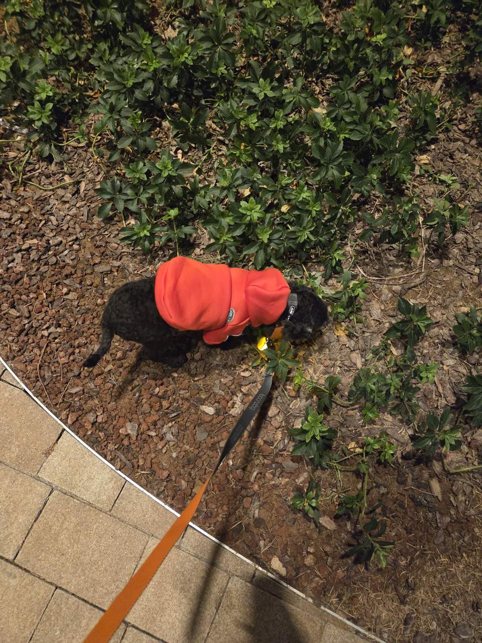 콩이(구: 달튼) 2주 차