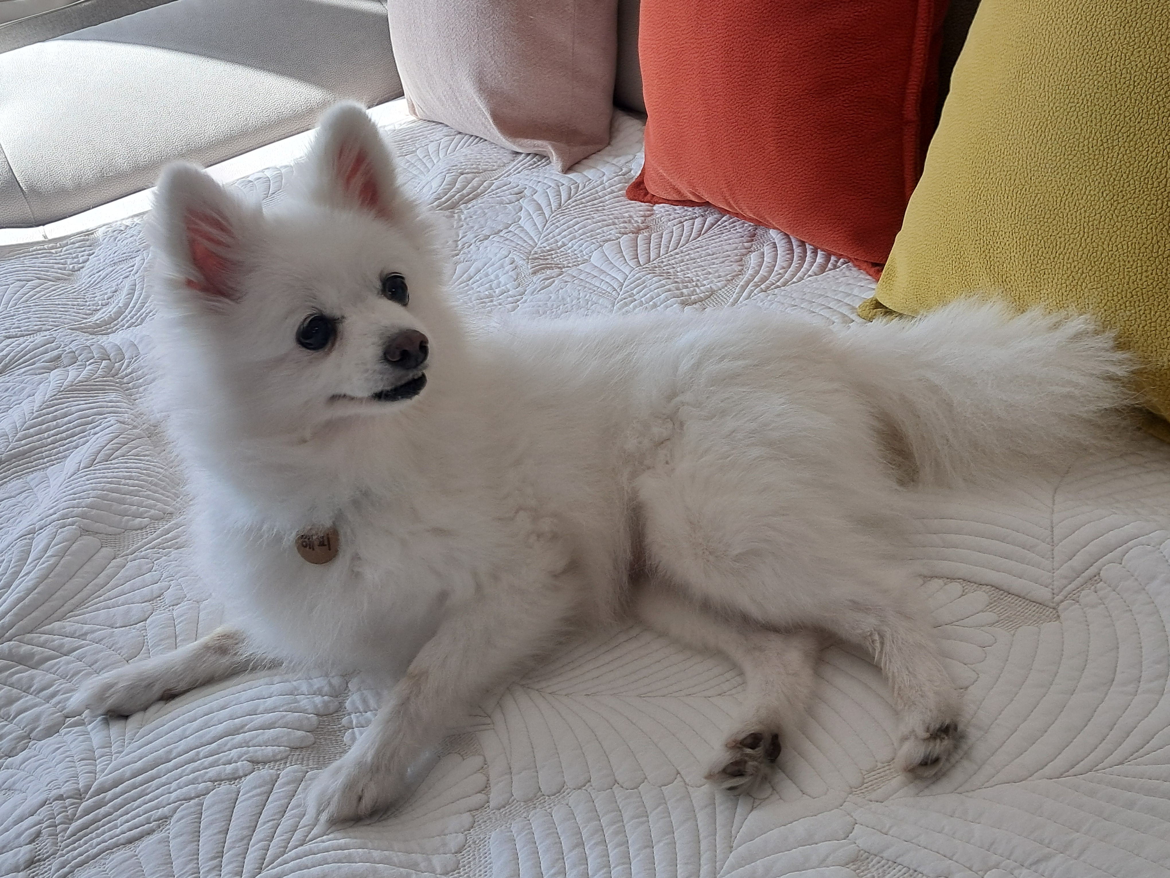 해피(뽀해)의 일상