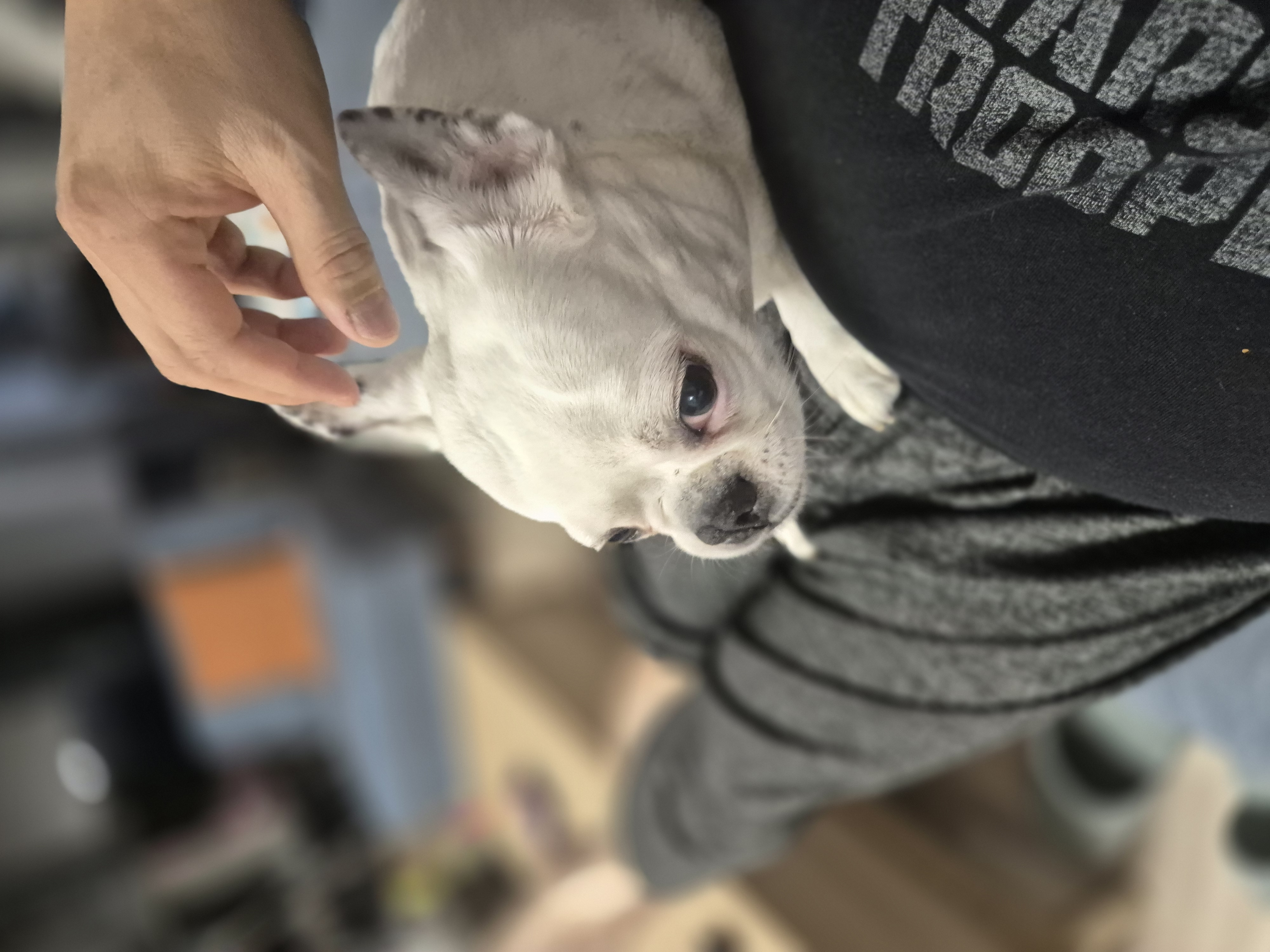 애둥이 근황^^ 오랜만이네요.