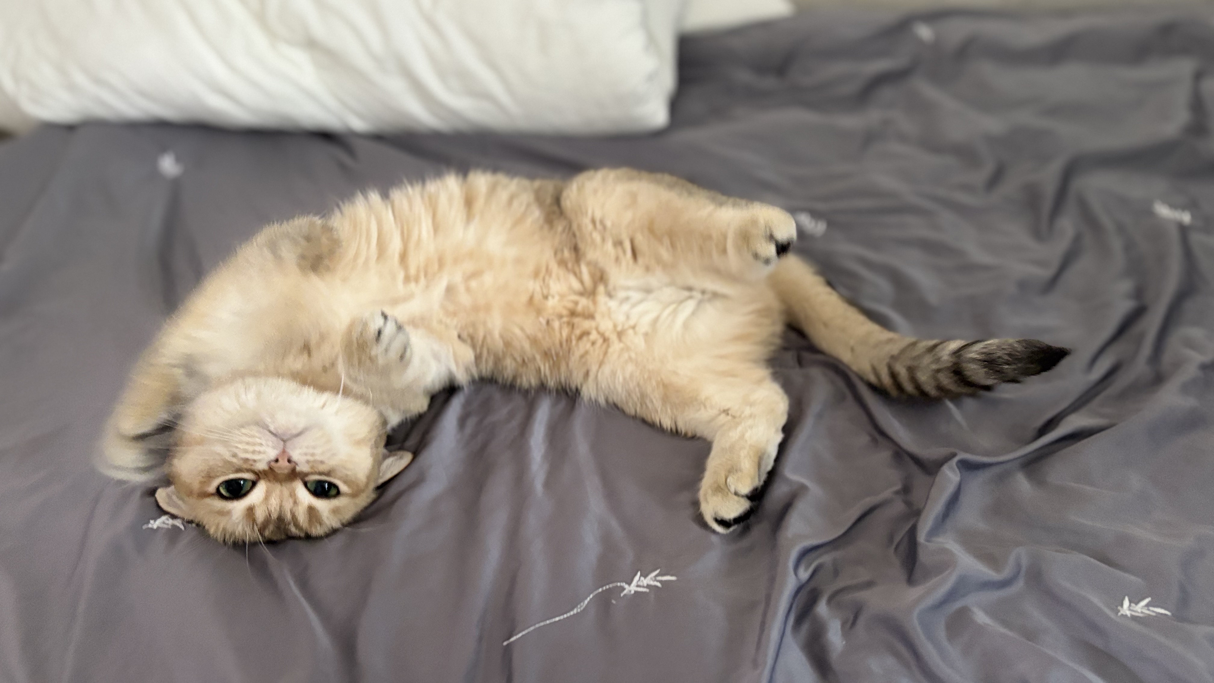 따랑스런 쩨리와의 동거 한달차~~~~