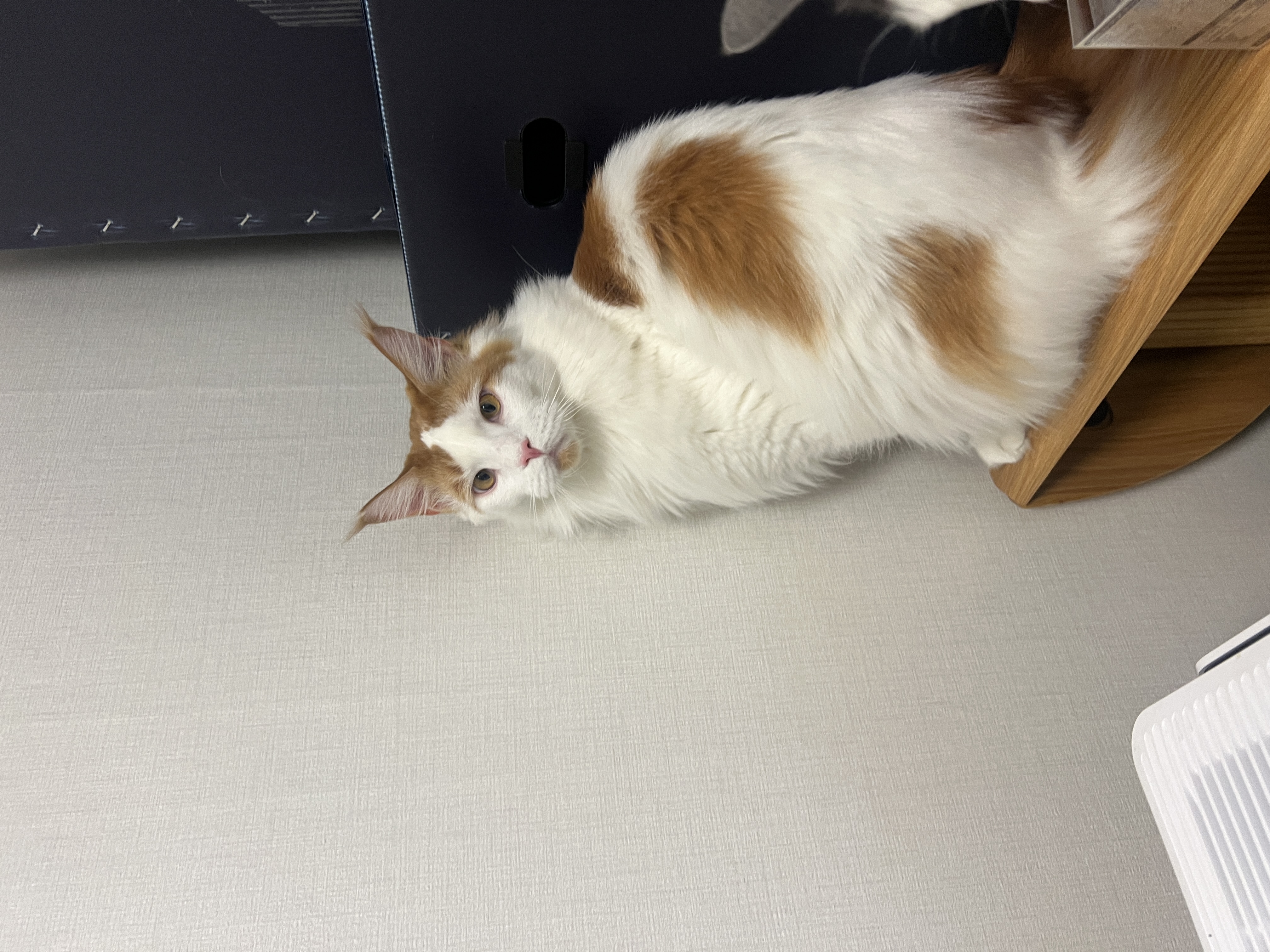 조케타(테리) 2년차 입양후기