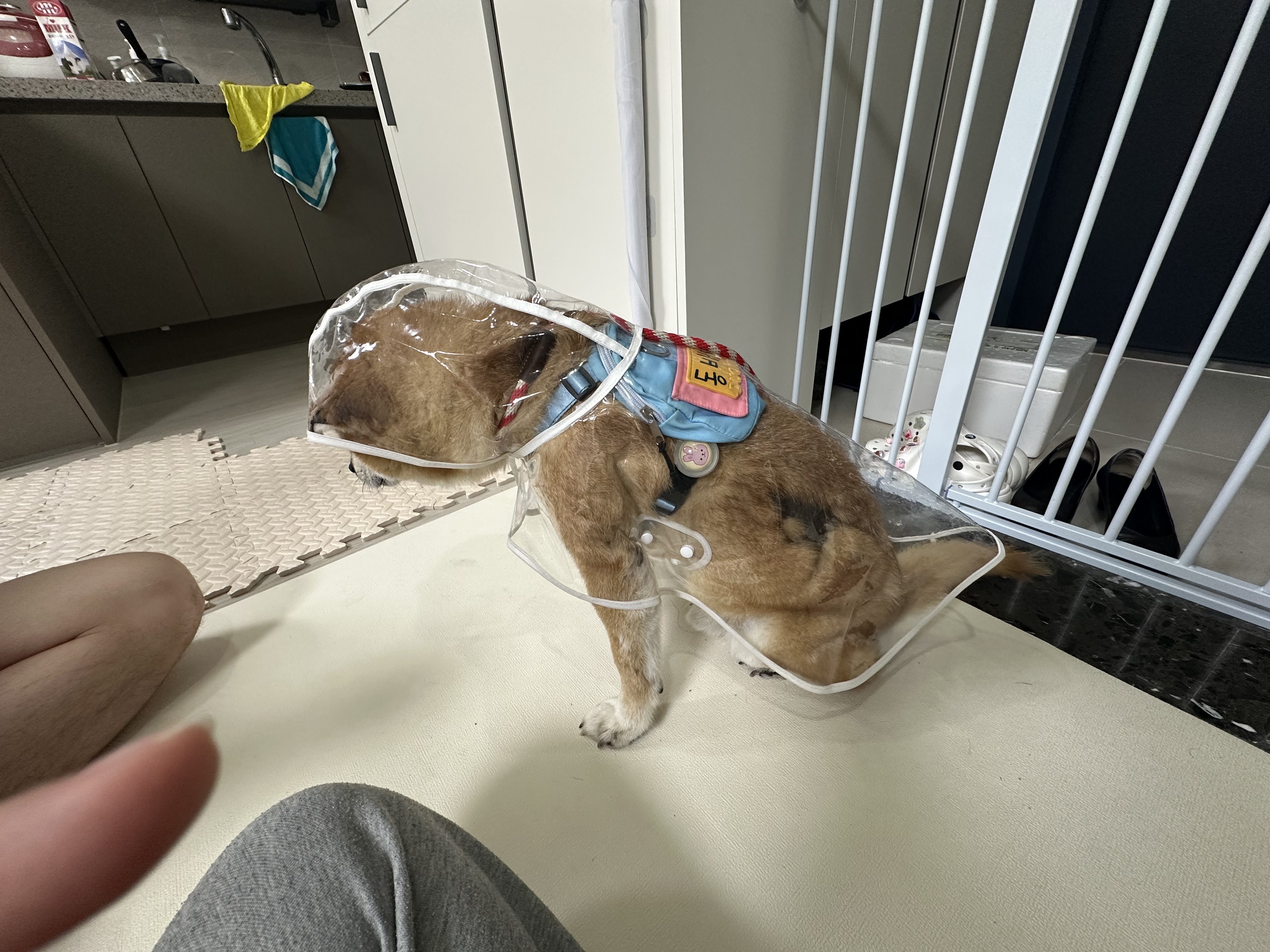 동배(쫑쫑이) 임보 한달 인사드립니다~~