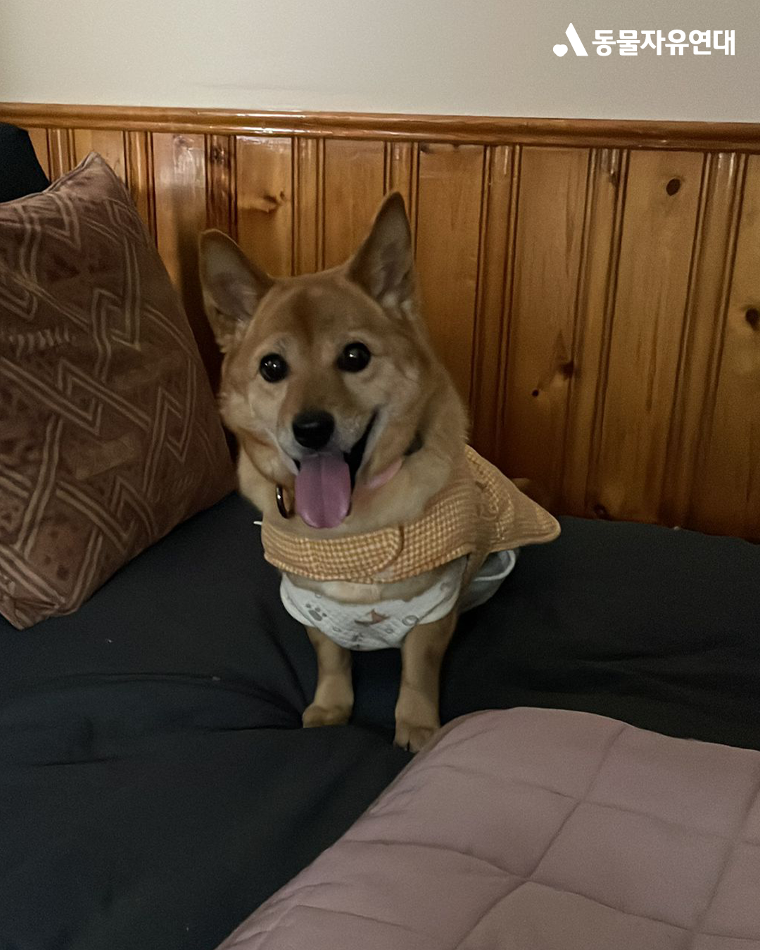 [해외입양] 캐나다 토론토에서 가족을 만난 '아장이'