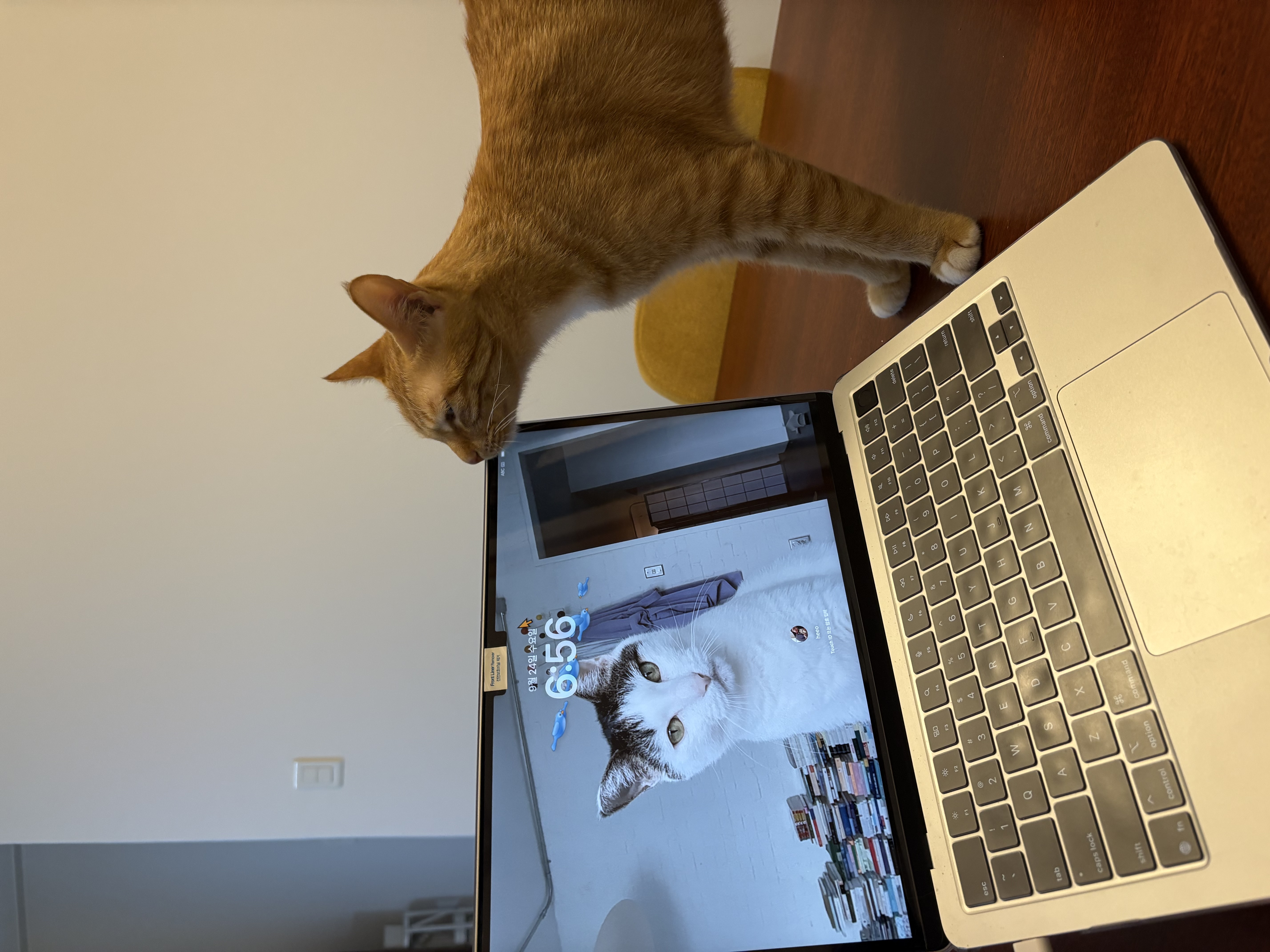 다해(현재 금비) 한달 후기