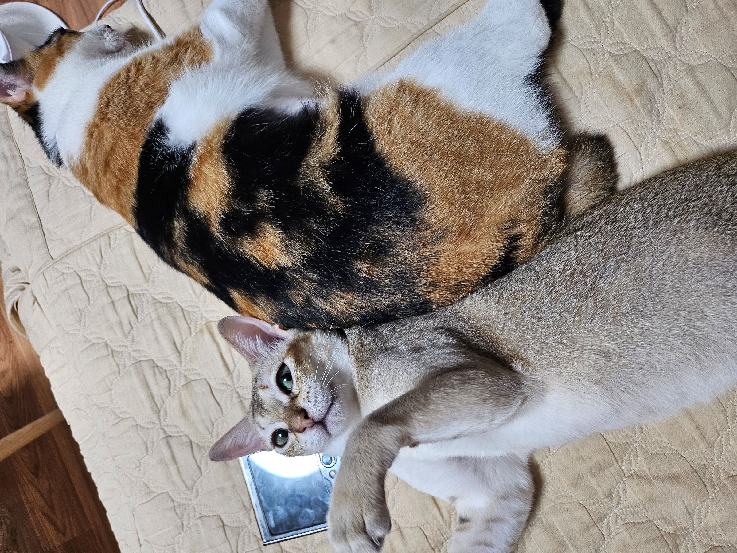 나무(철이)와 함께하는 두번째 이야기