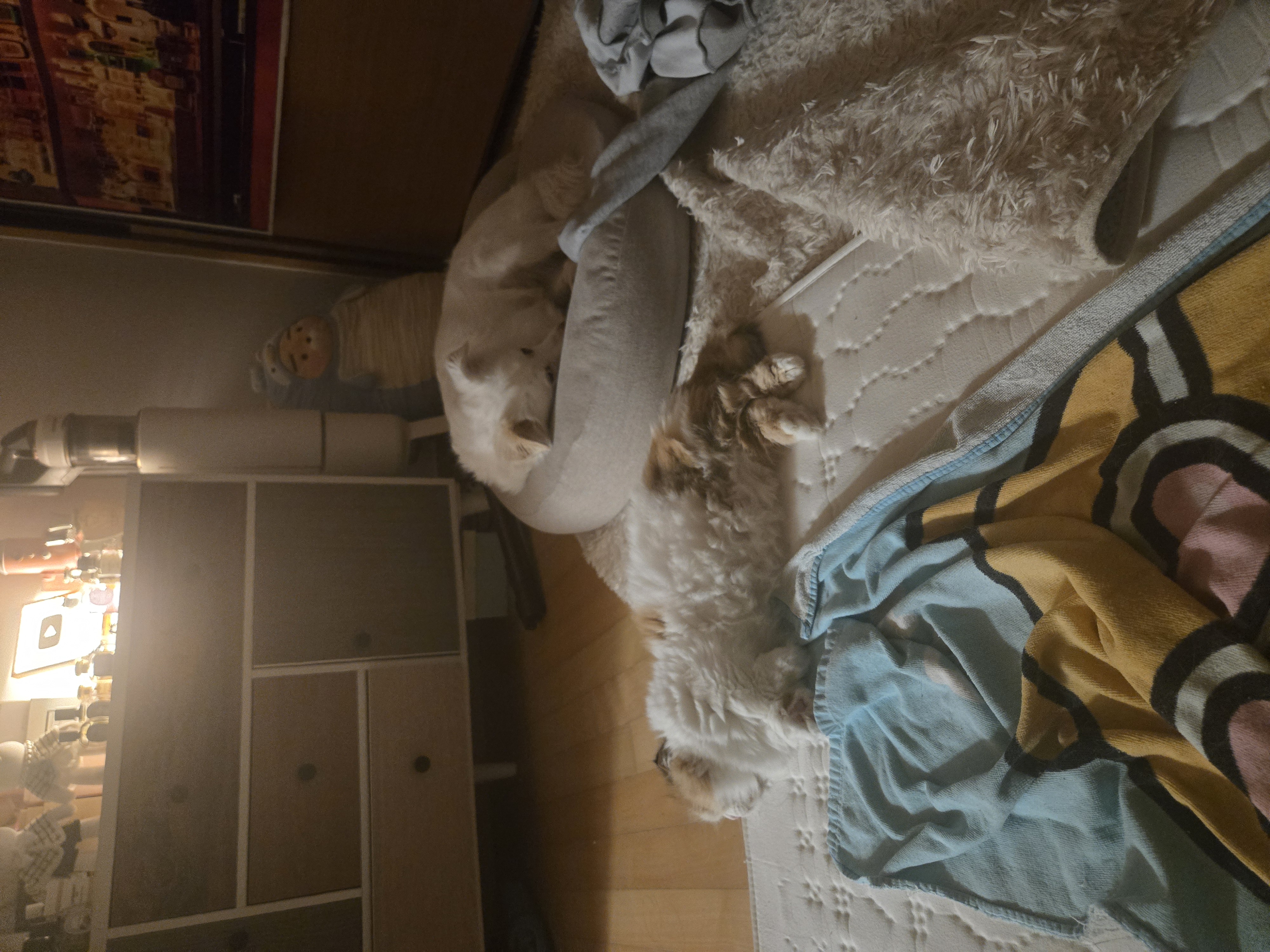 크룩섕스(알코) 1주년♡