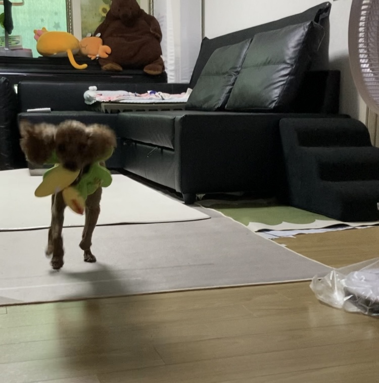보사의 하루