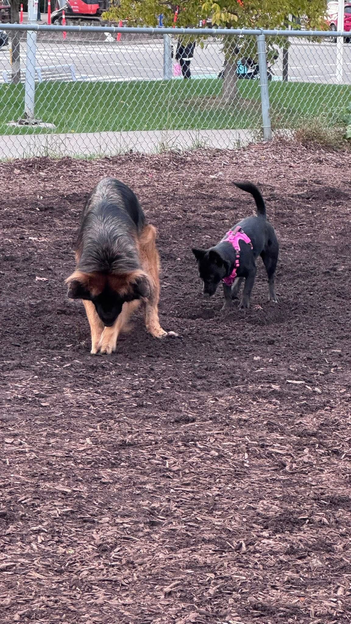 [해외입양] 캐나다 토론토에서 전해온 '대콩이' 소식💌