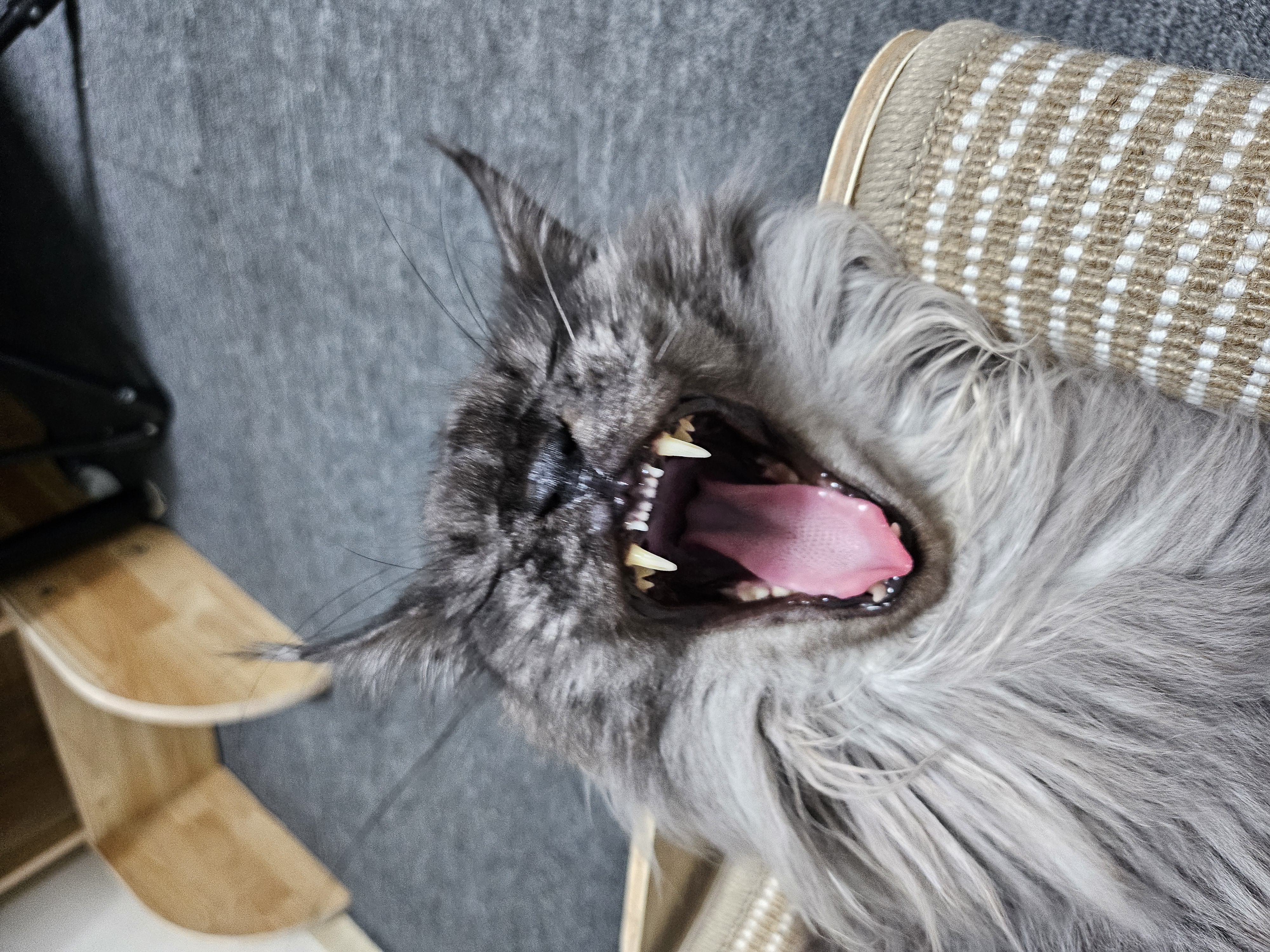 꾼 입양 3개월차!!