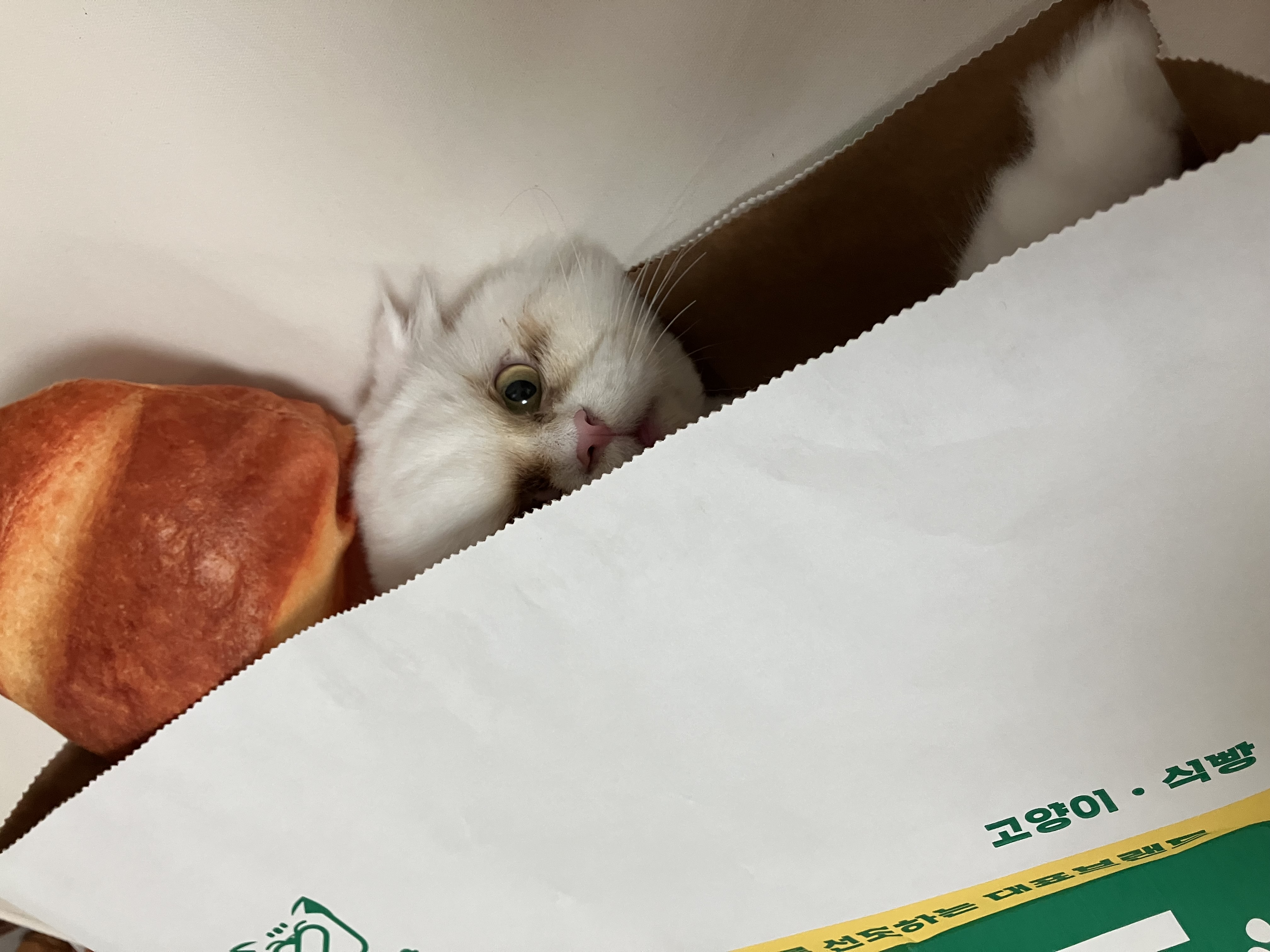 샤브(퉁퉁이)와의 1년