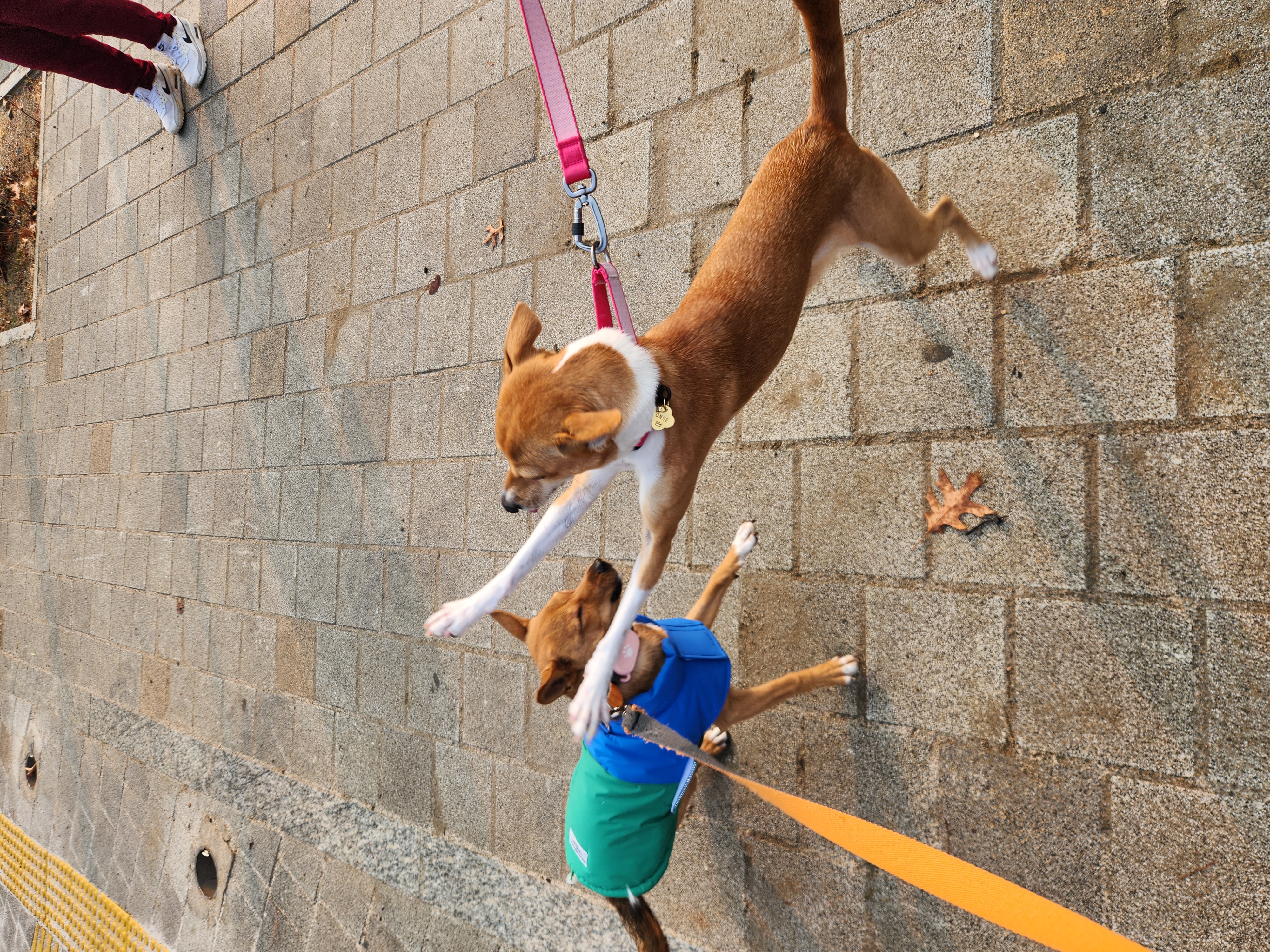 수온(구.다다) 입양 3개월, 생후 5개월 모습