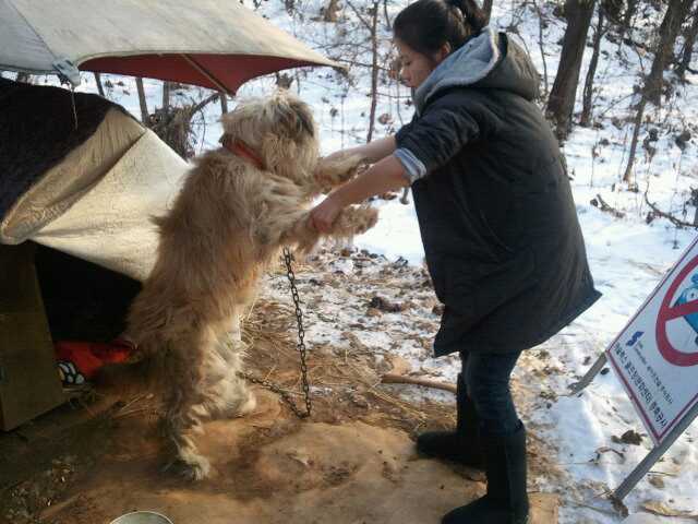 어미개와 새끼강아지들 입양처가 필요합니다.