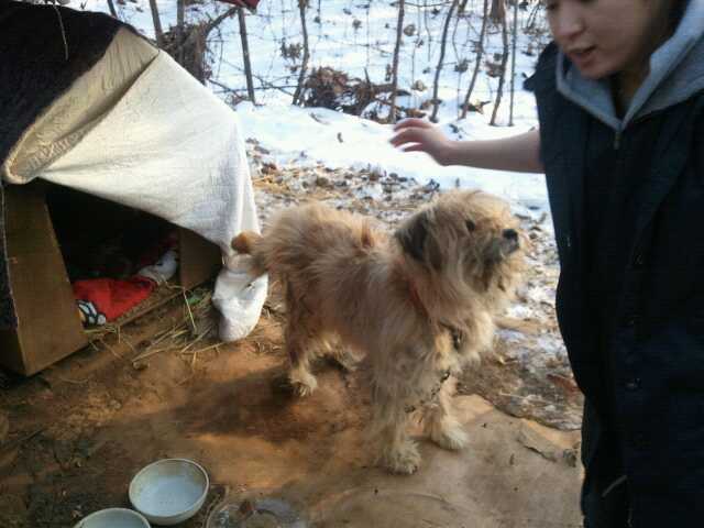 어미개와 새끼강아지들 입양처가 필요합니다.