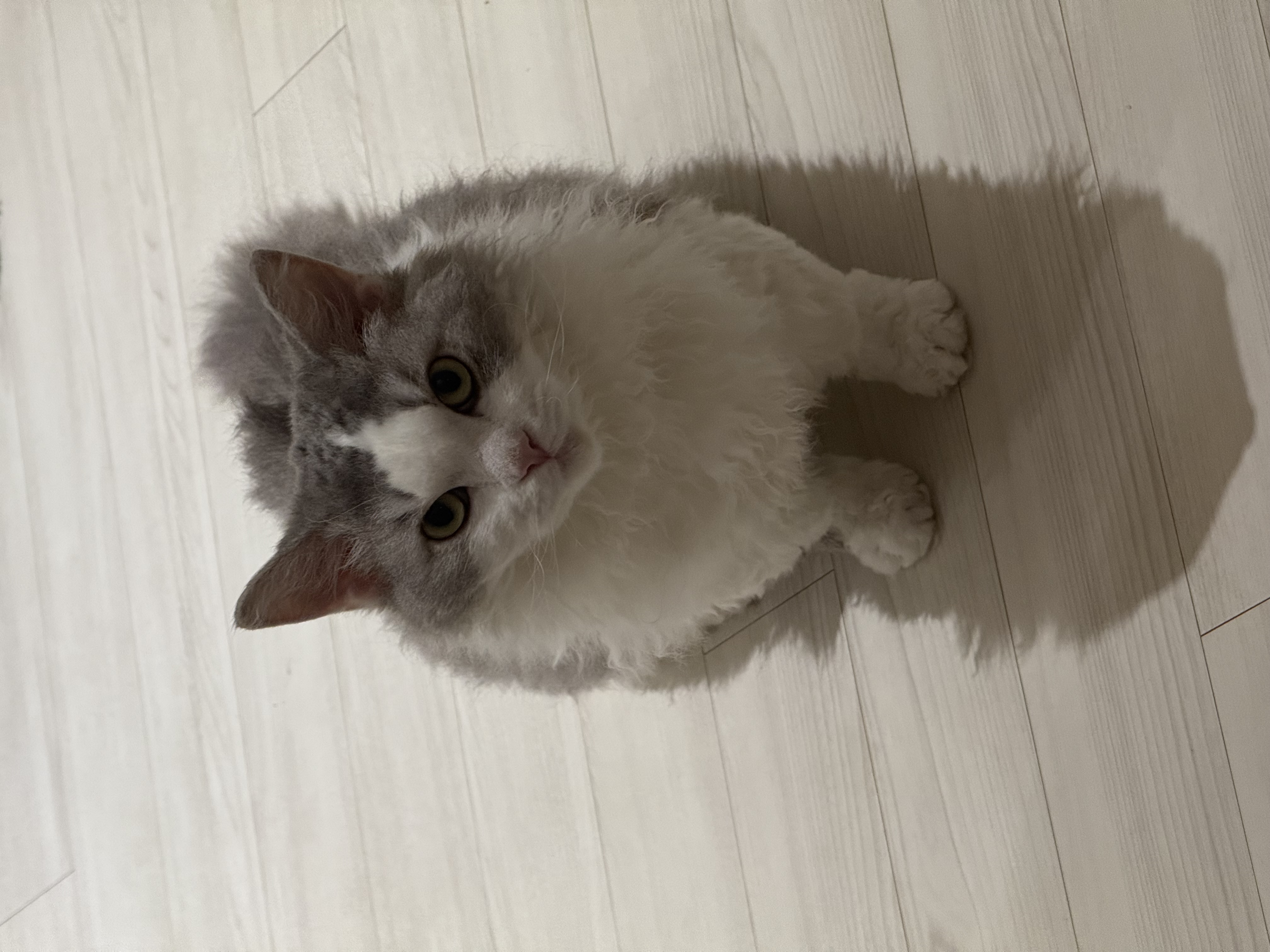 천사냥 단비(울산번식장 구조묘 몽땅이)와 6개월차 동거 후기