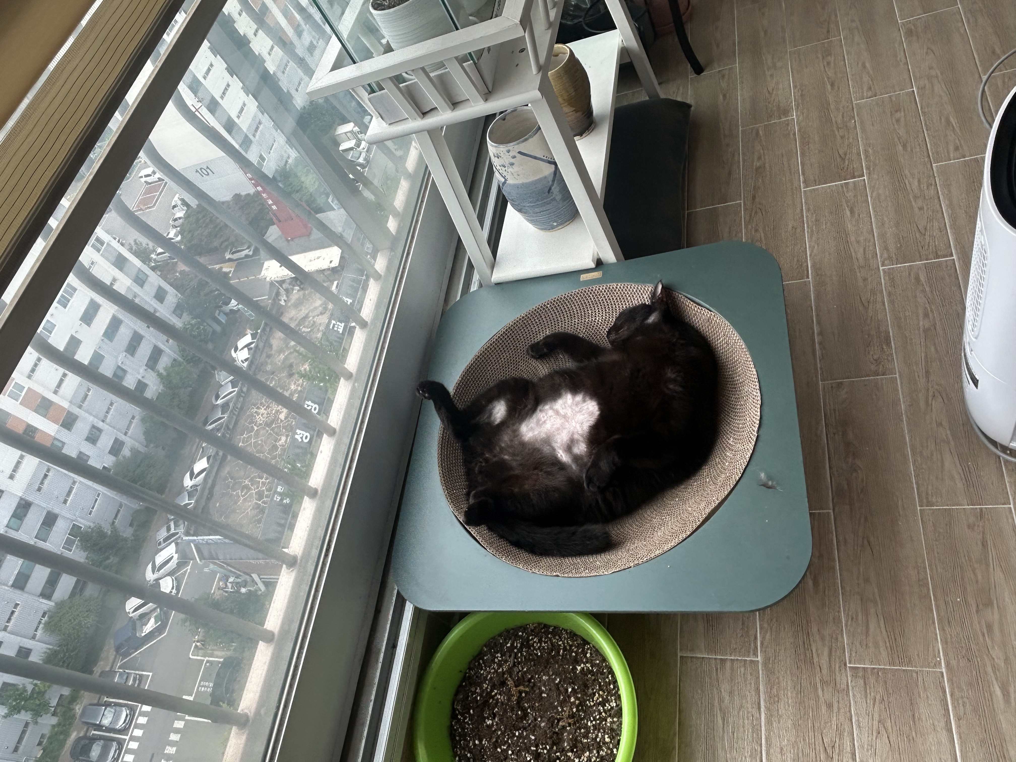 달이가 됀 달냥이