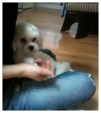 입양공지 부탁드렸던 칠복이 소식^^