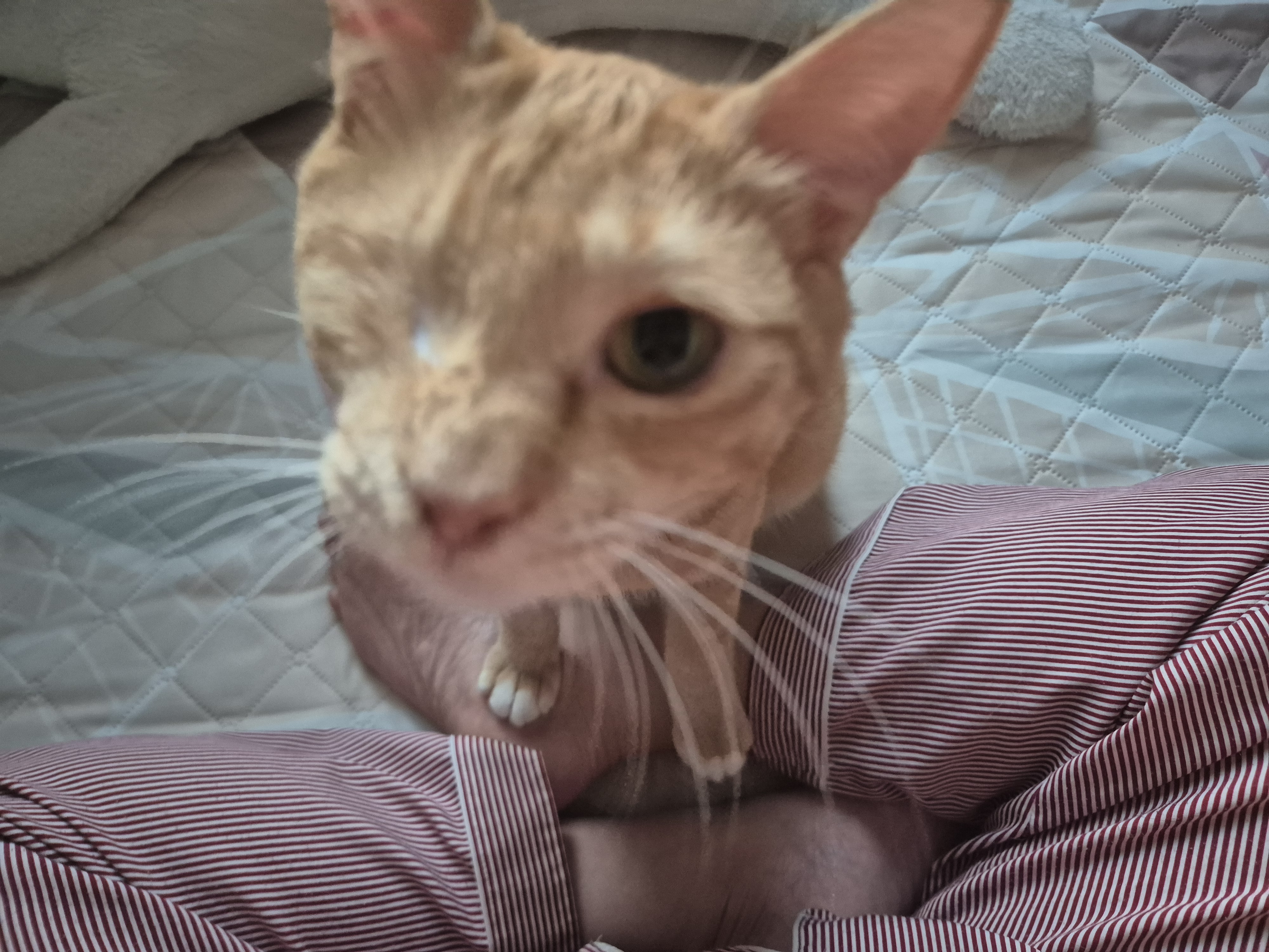 몽룡이가 된 소운이 입양 일주일차